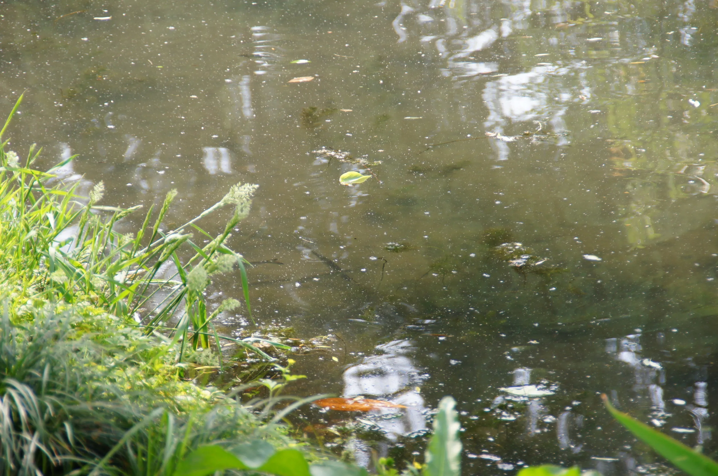 柳浪聞鶯の小魚や昆虫