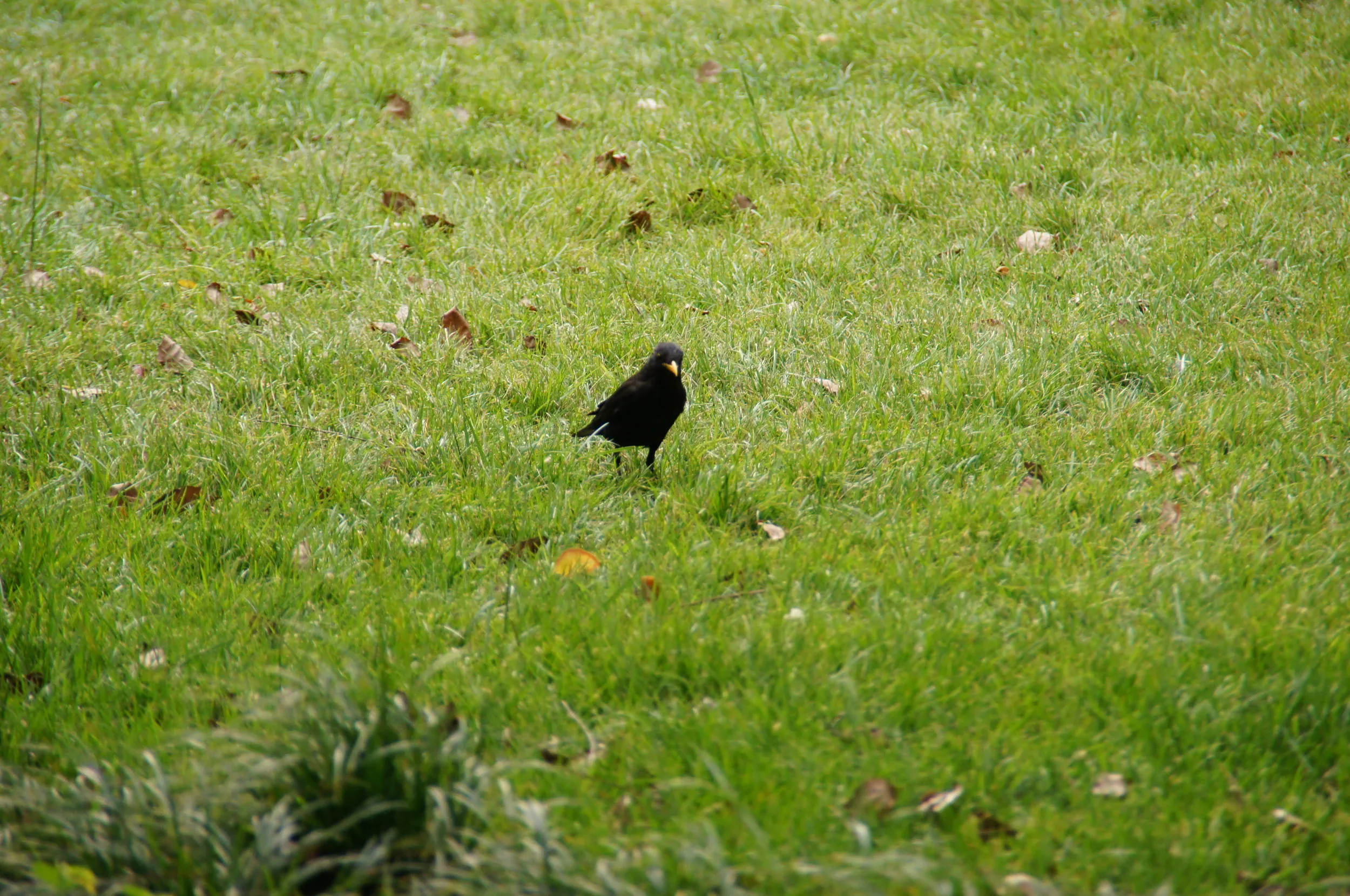 クロウタドリっぽい野鳥