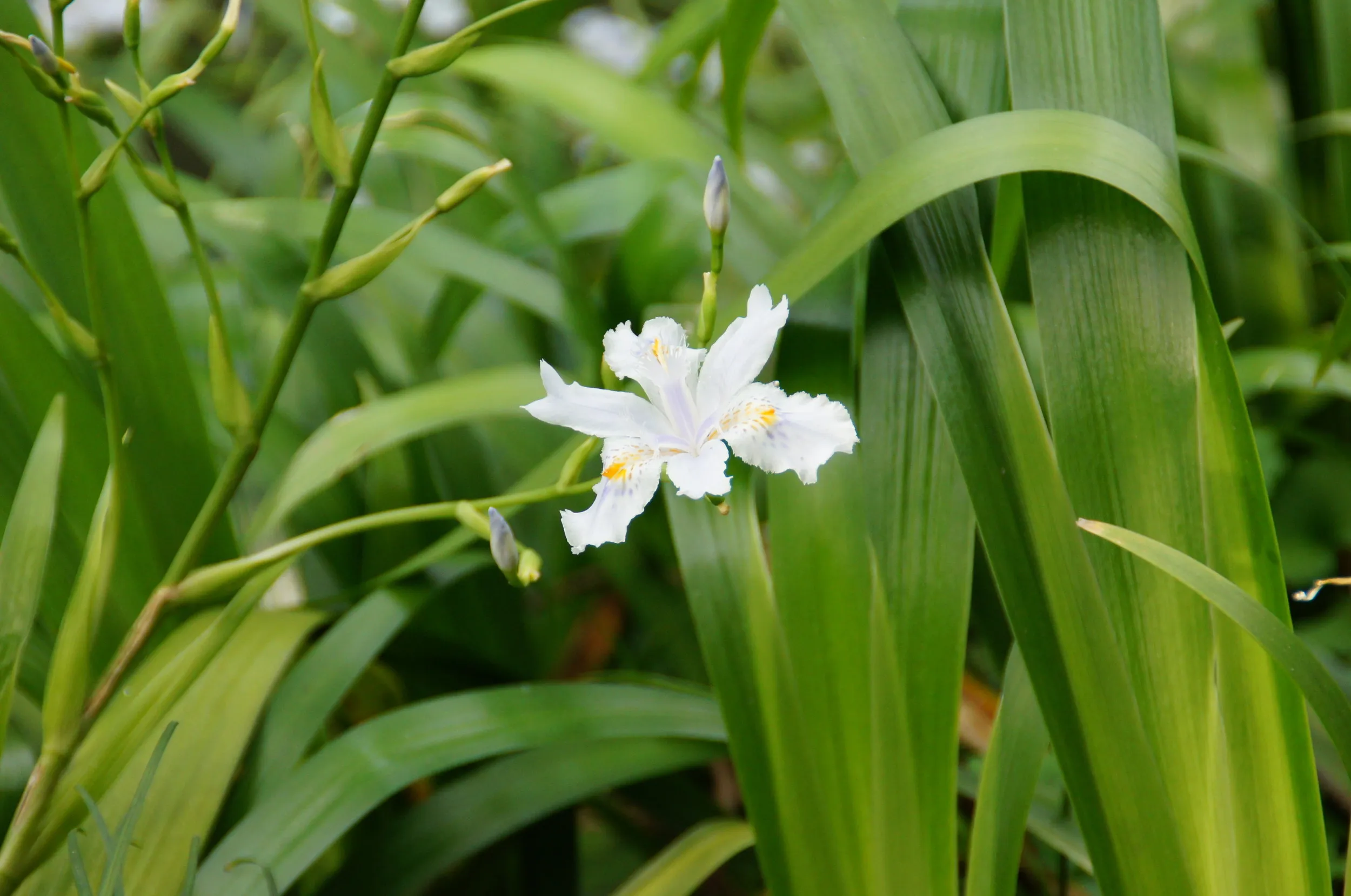 西湖で見かけた花