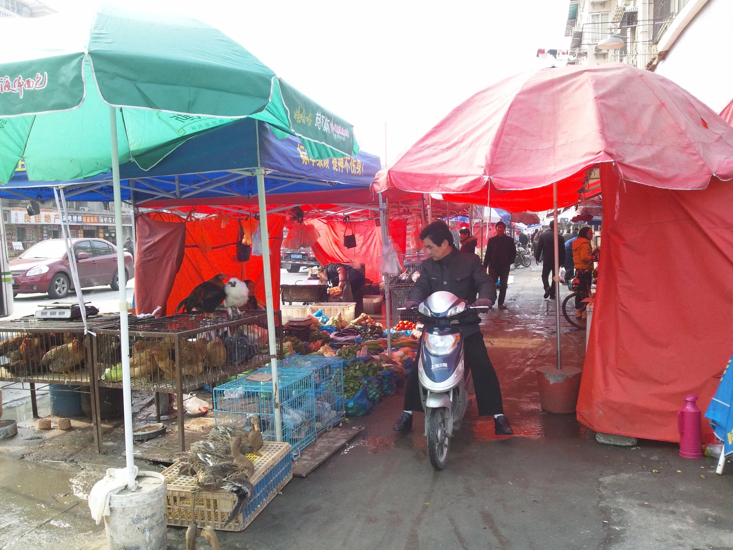 売られて行く鶏達