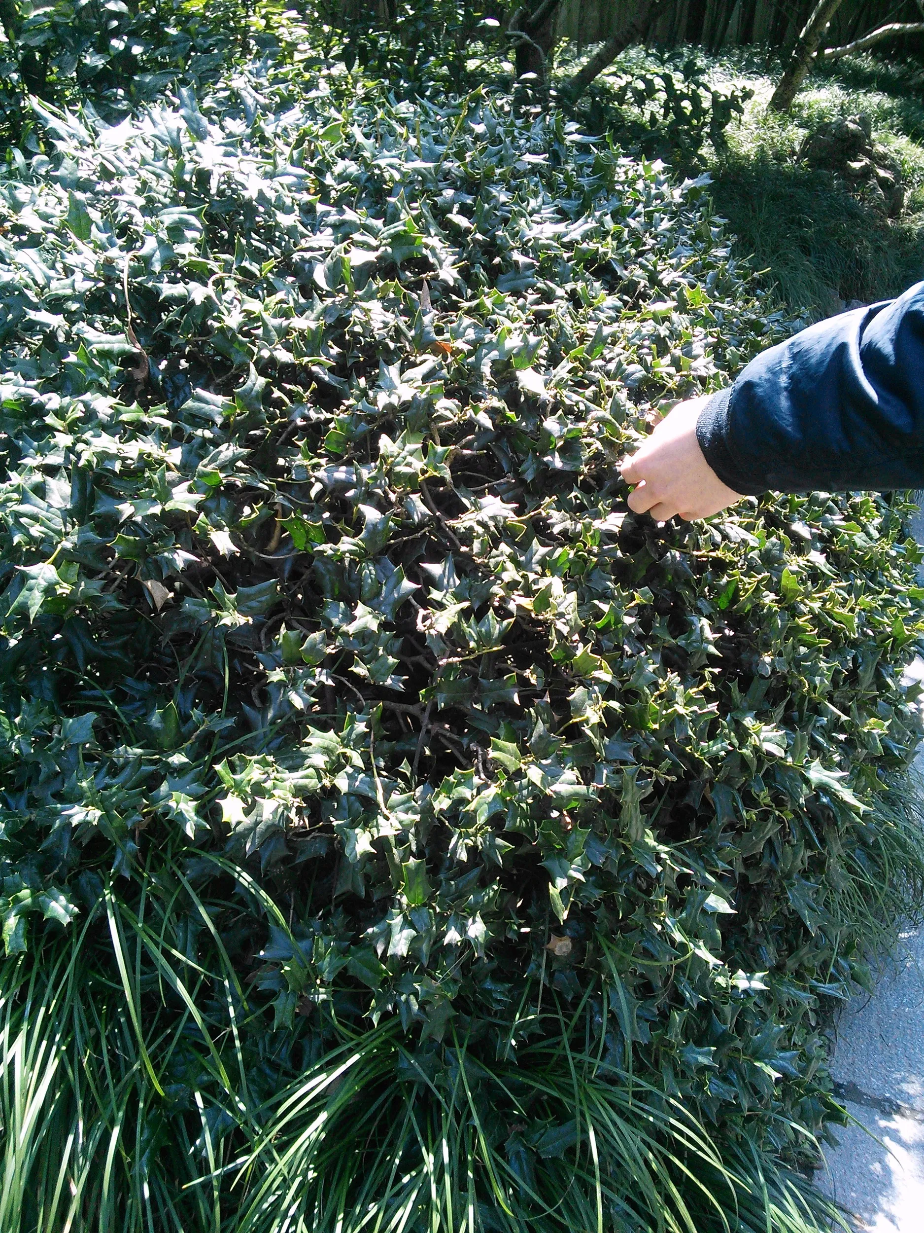 刺々しい葉っぱ