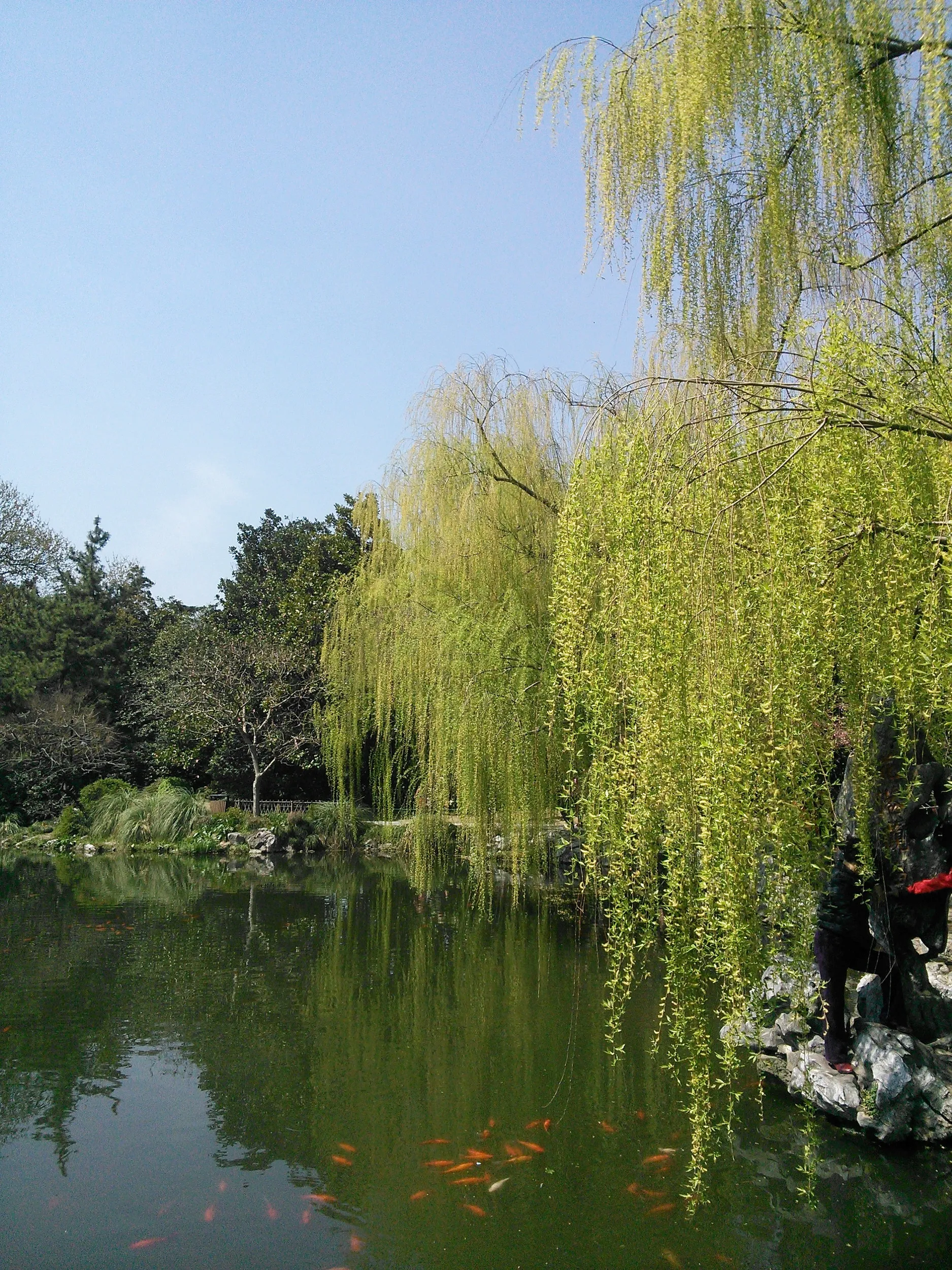 紅魚池と柳の風景