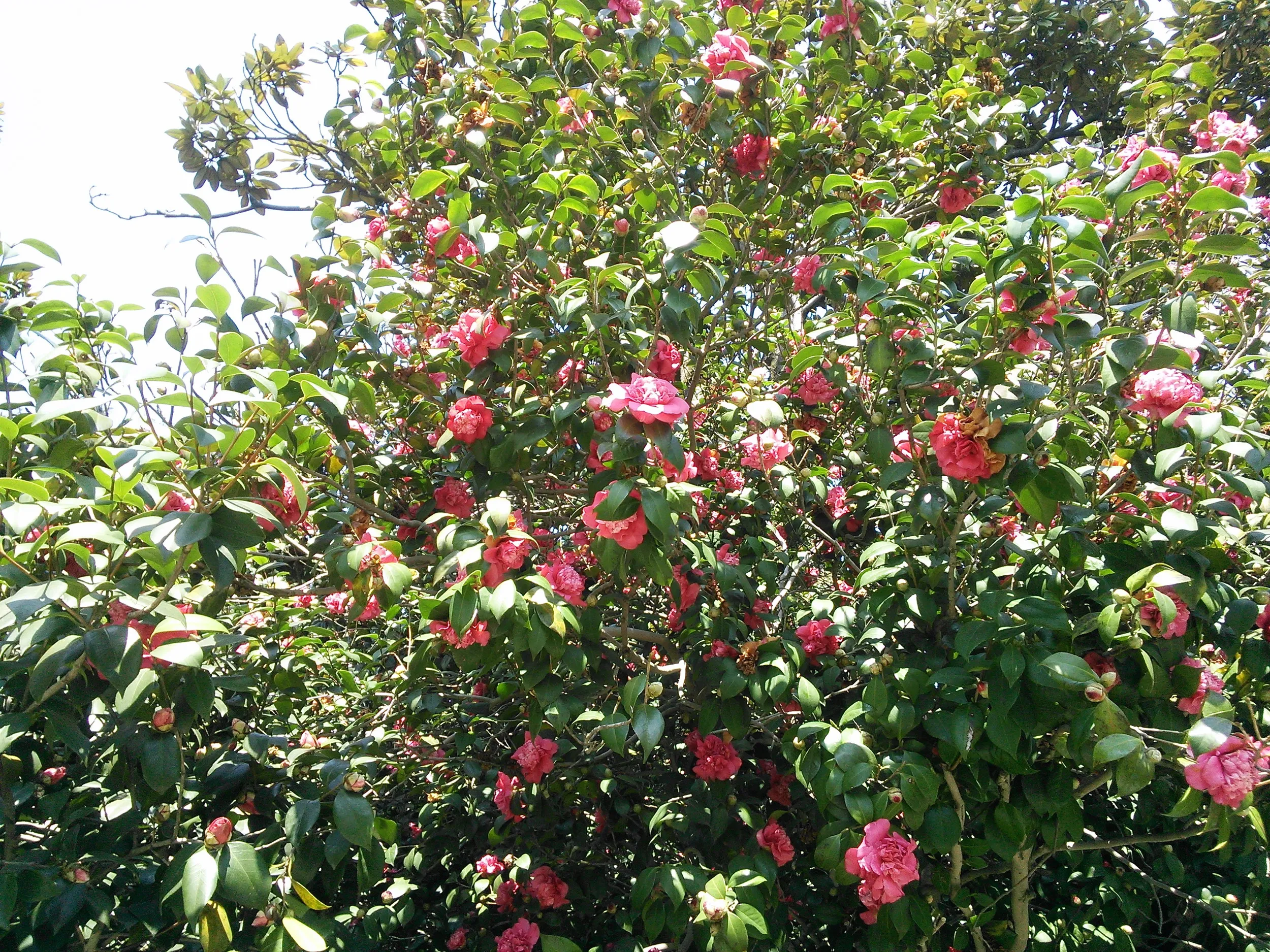 花港公園に咲く花