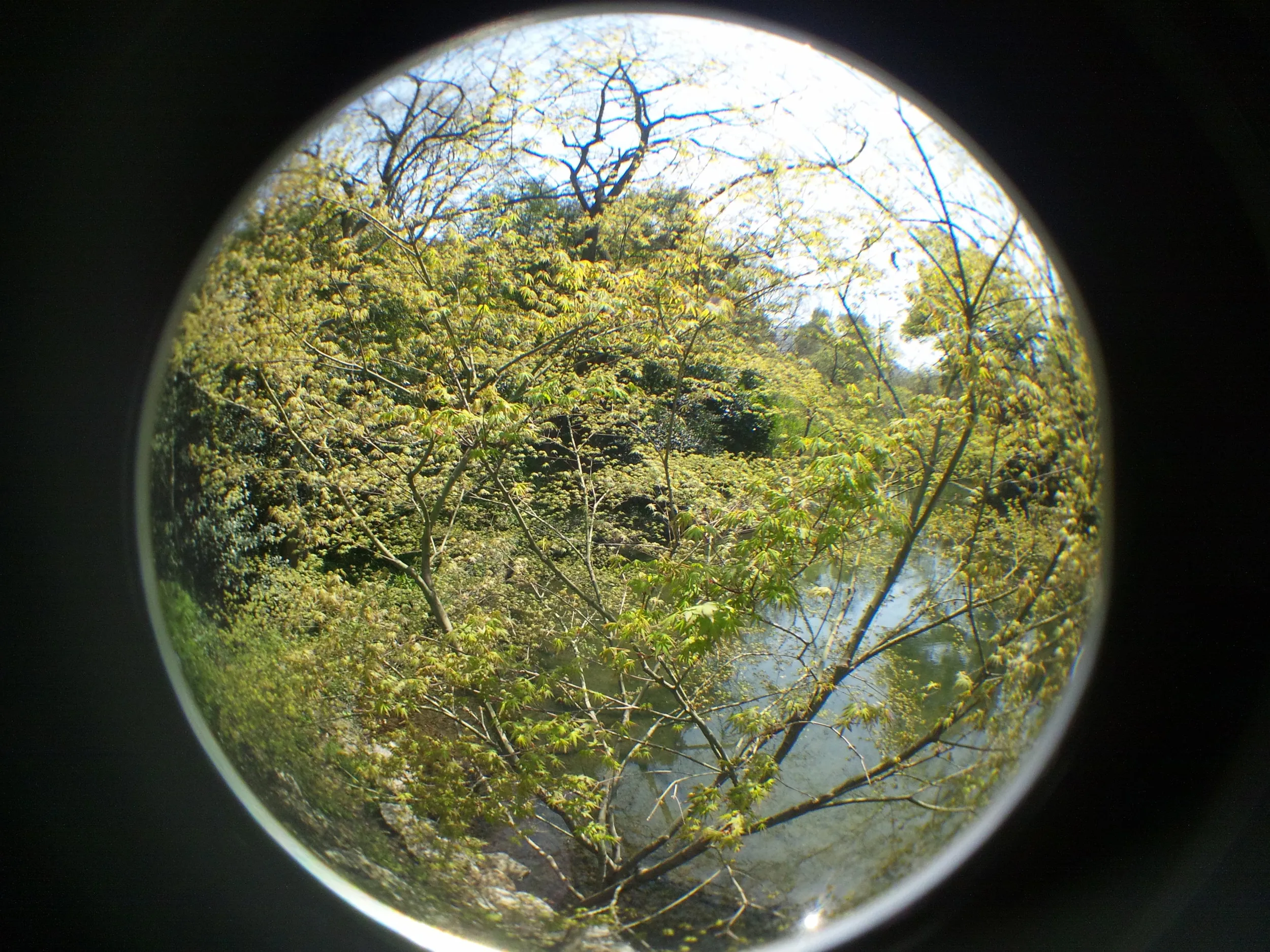 西湖周辺の風景