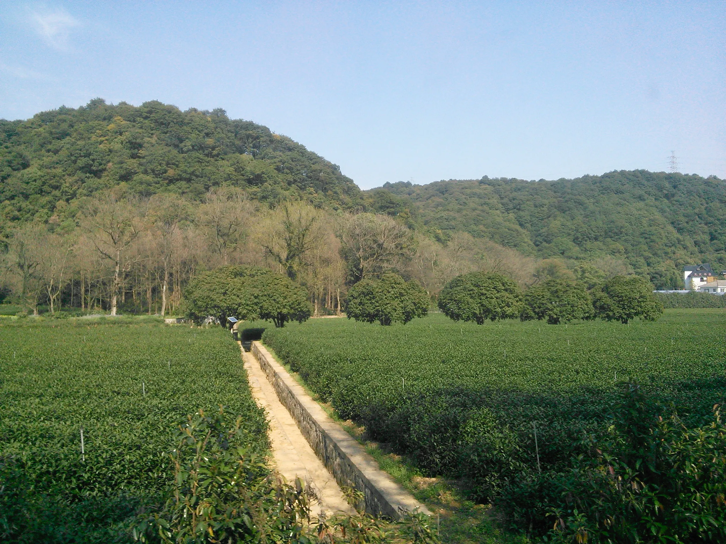 西湖龍井茶の産地