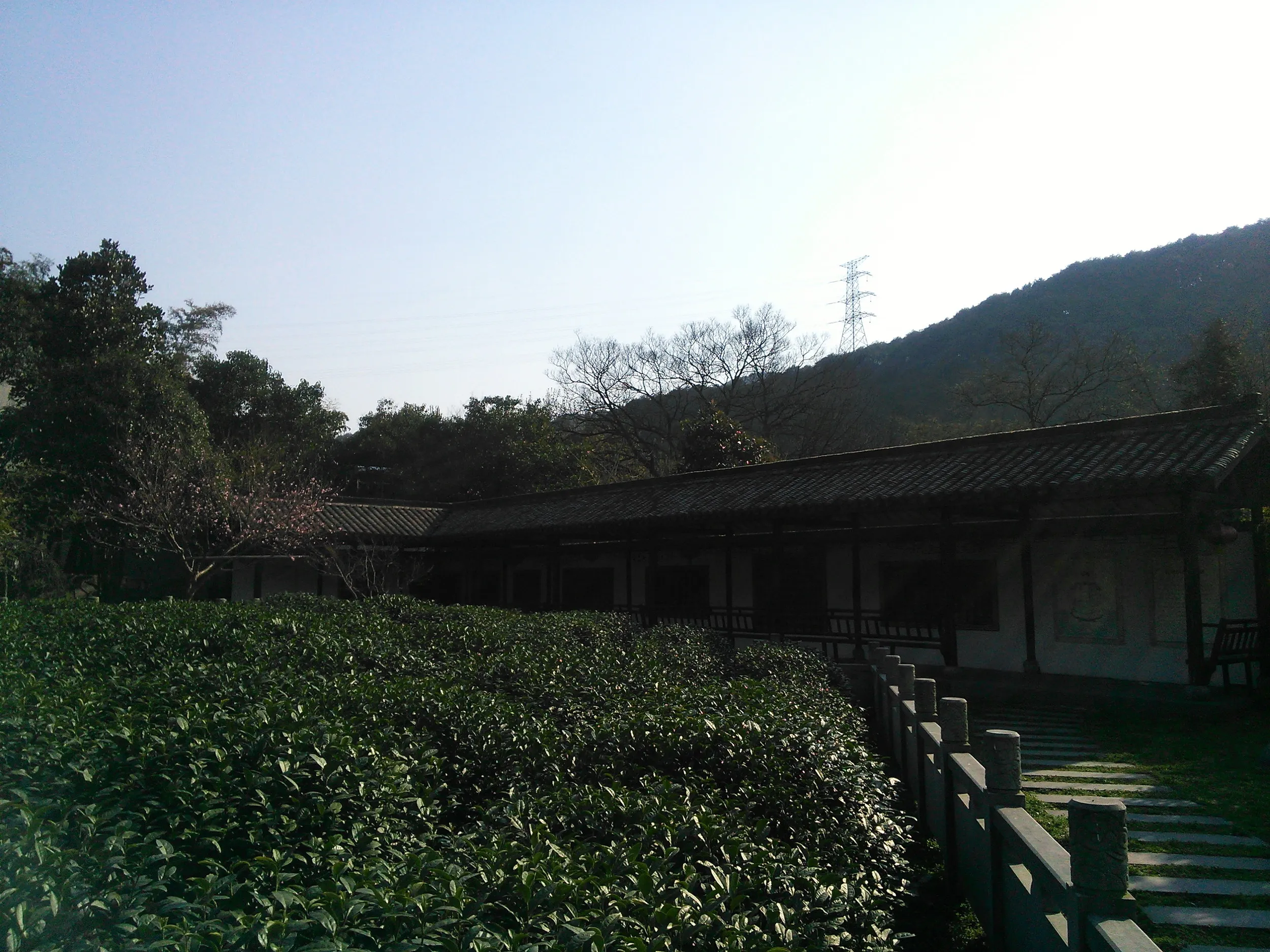 西湖龍井茶の産地の風景