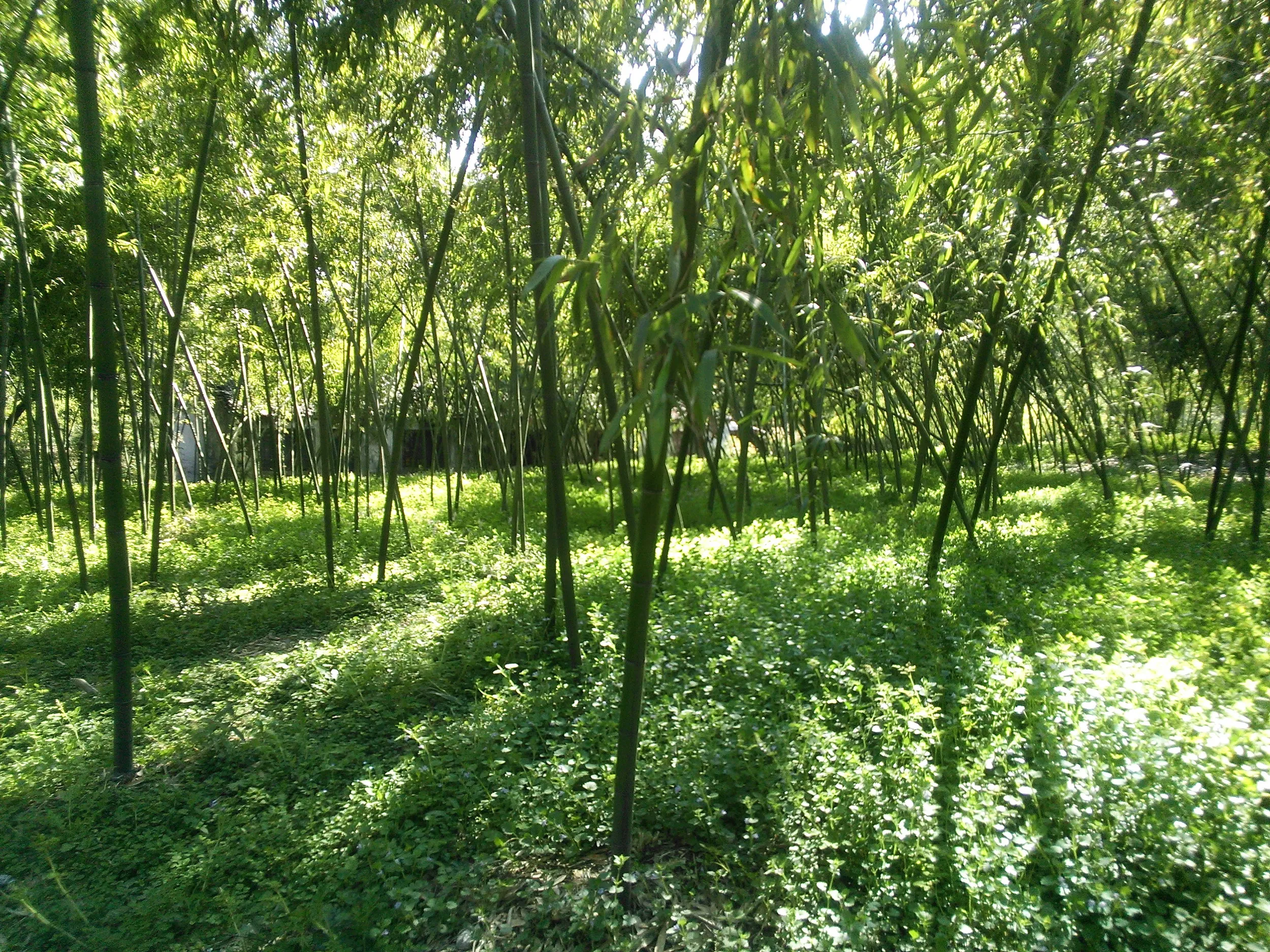 竹林がいい雰囲気