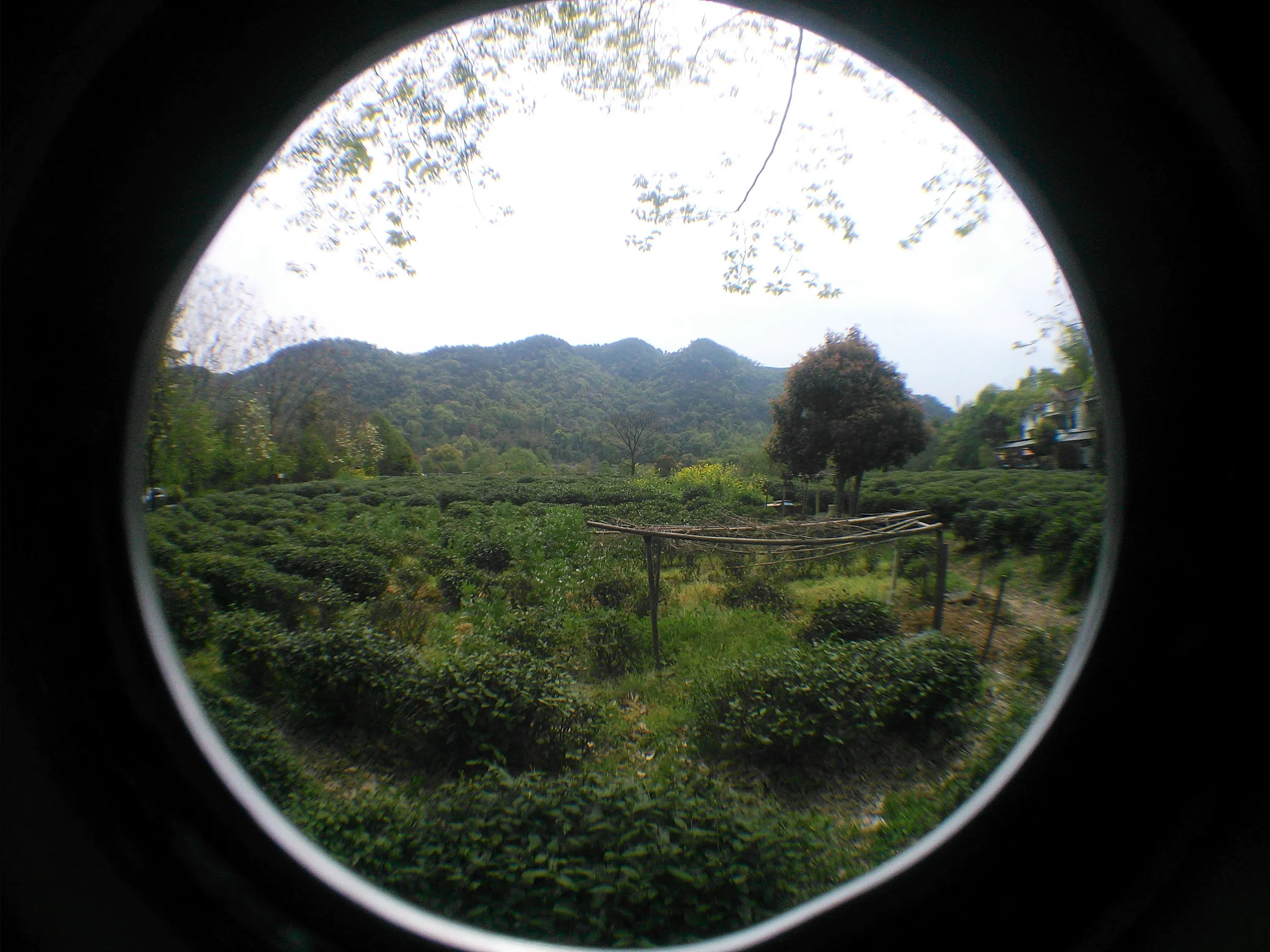 西湖龍井茶の産地へ到着