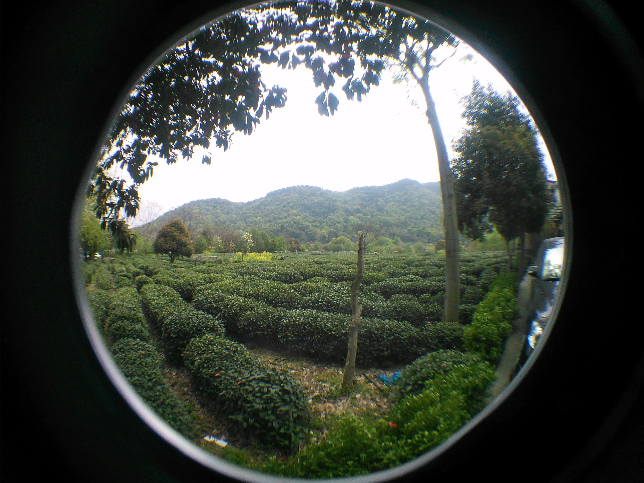 西湖龍井茶の産地へ到着