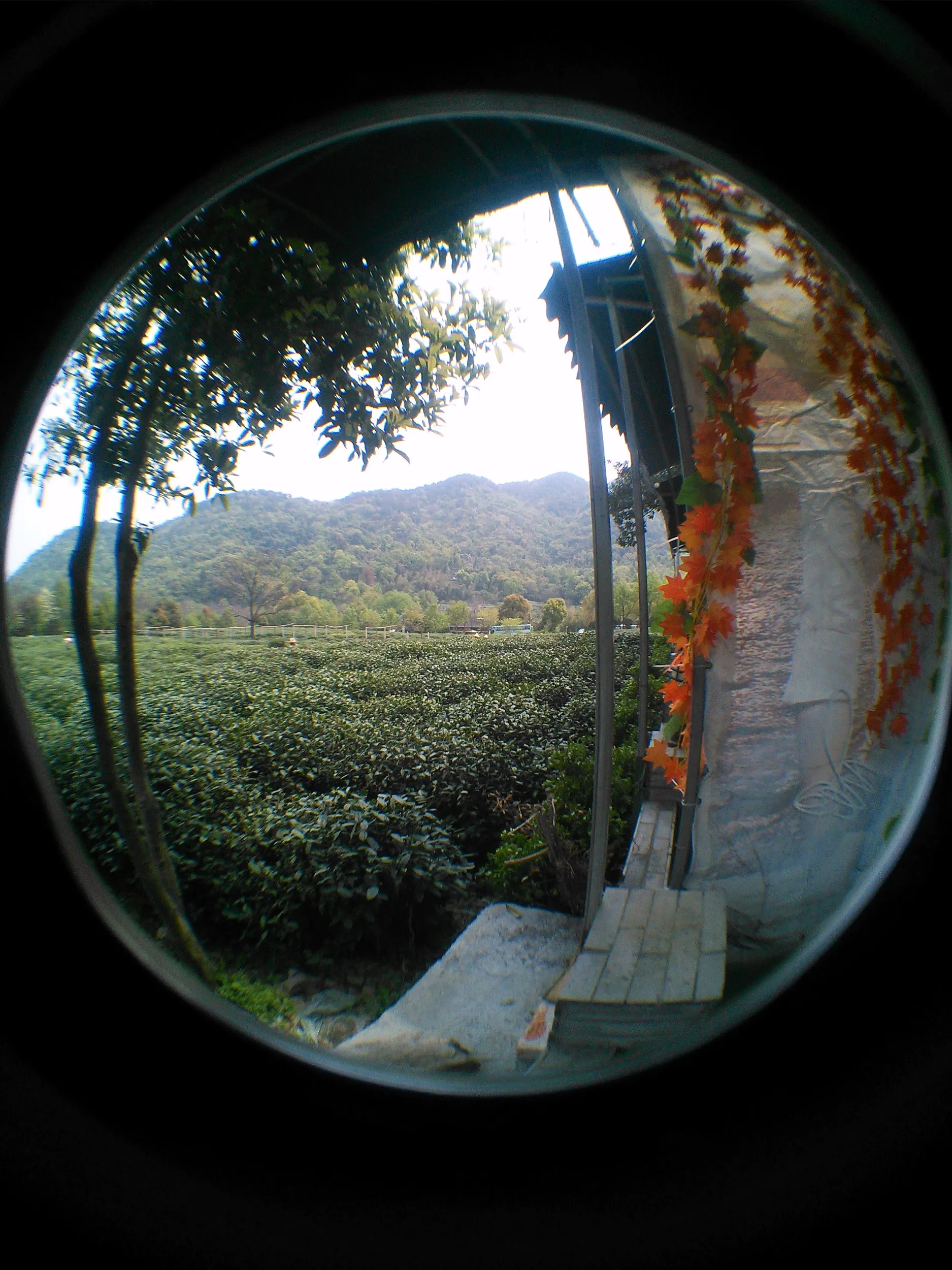 新茶摘みを体験