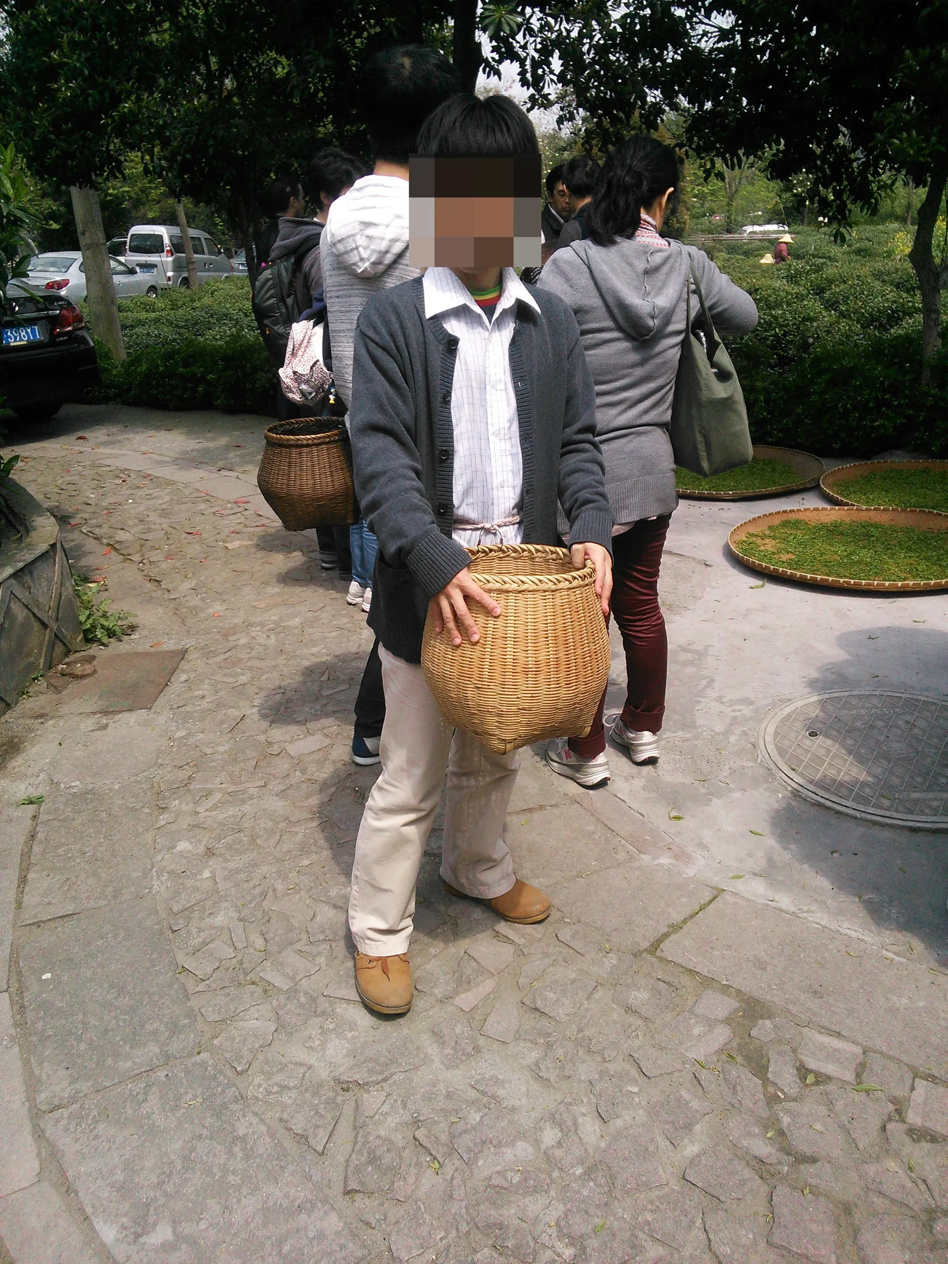 新茶摘みを体験