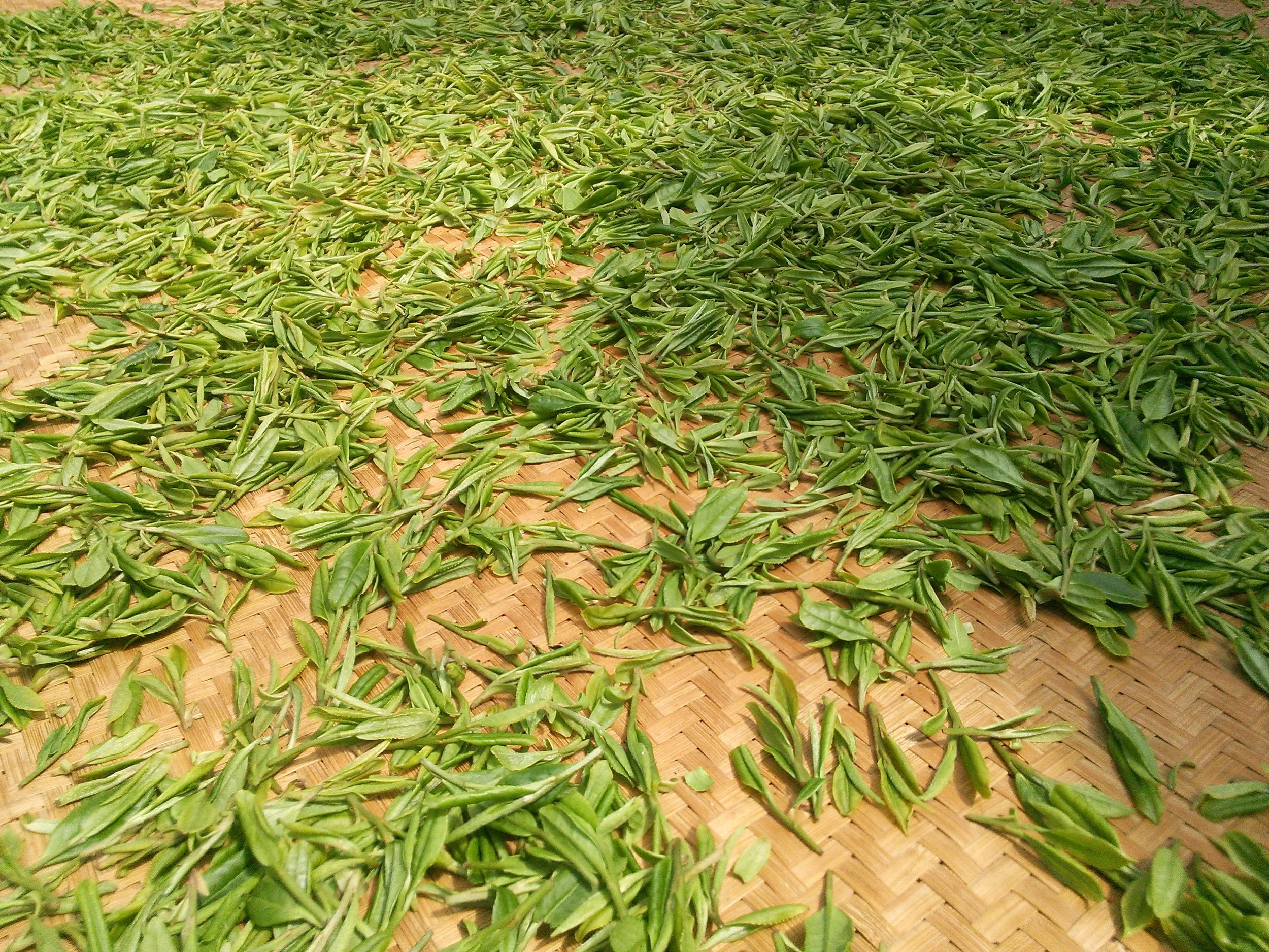 新茶を乾燥しているところ