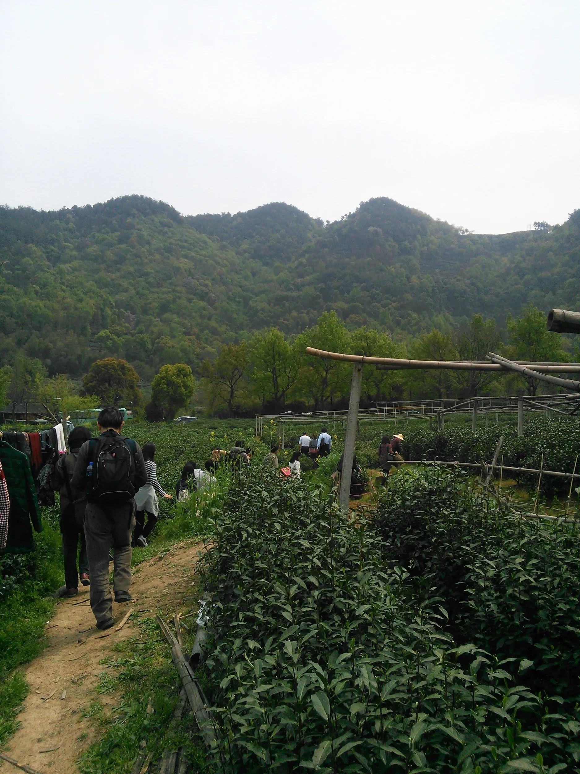 新茶摘みを体験