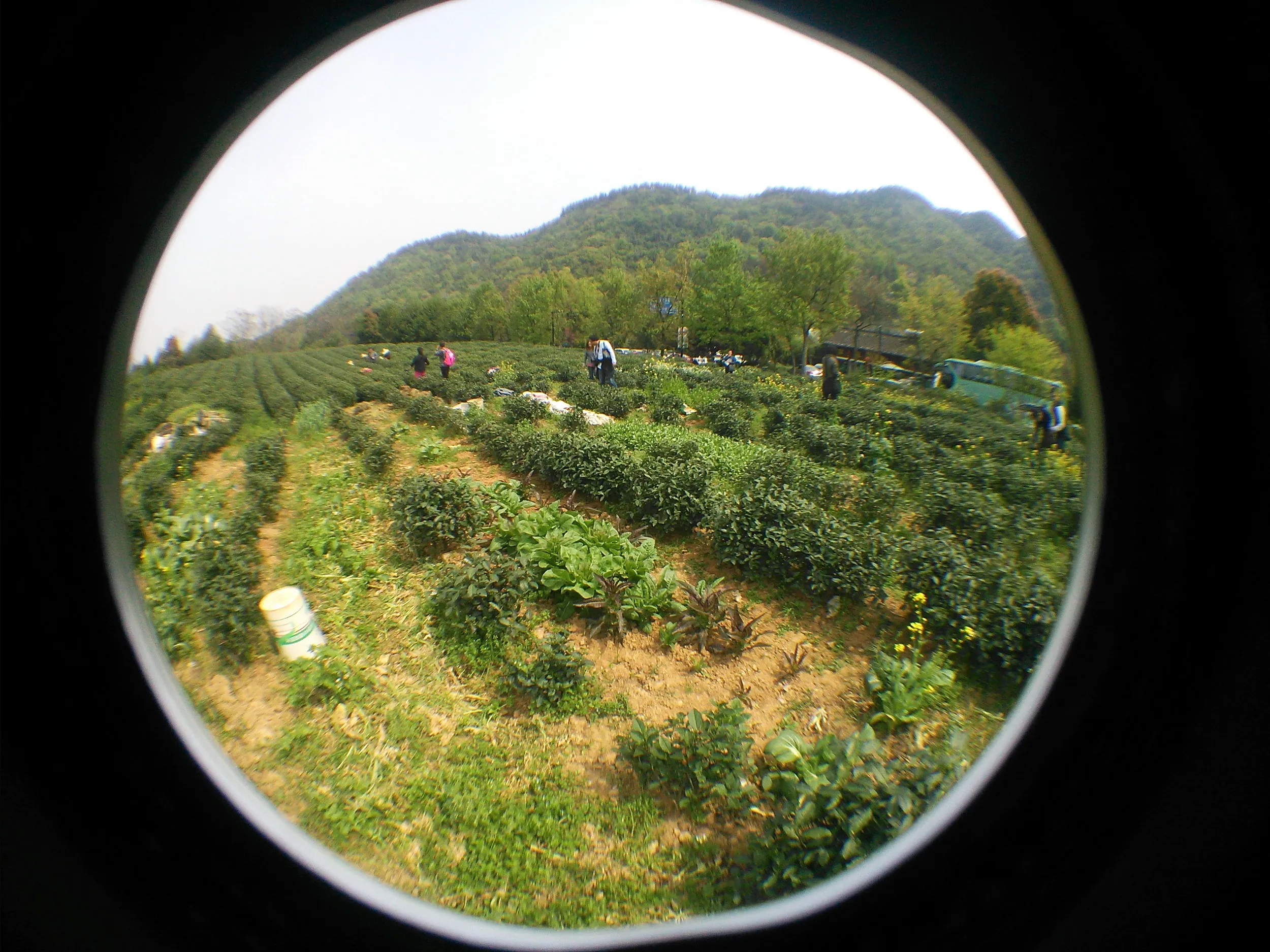 新茶摘みを体験