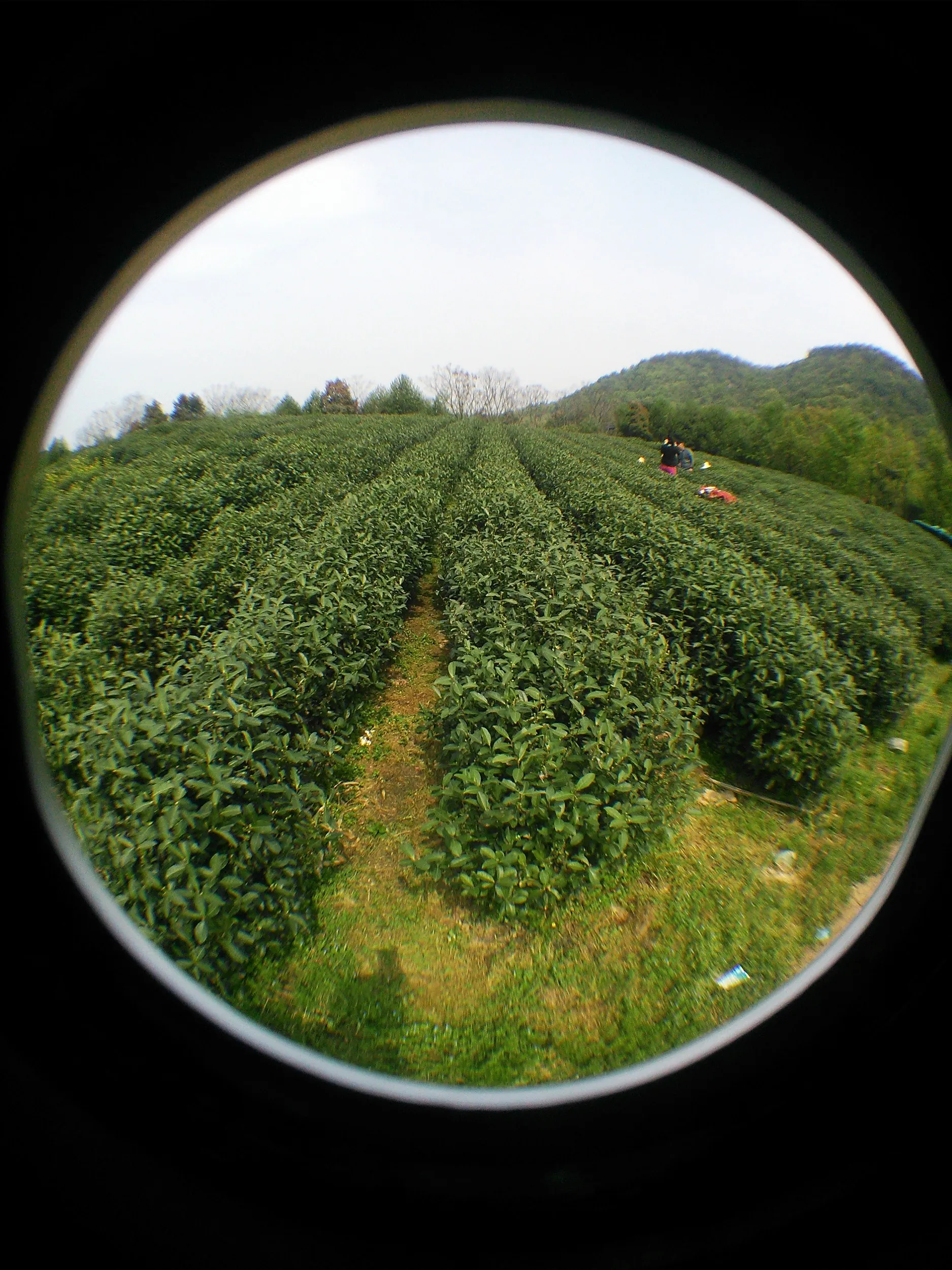 新茶摘みを体験