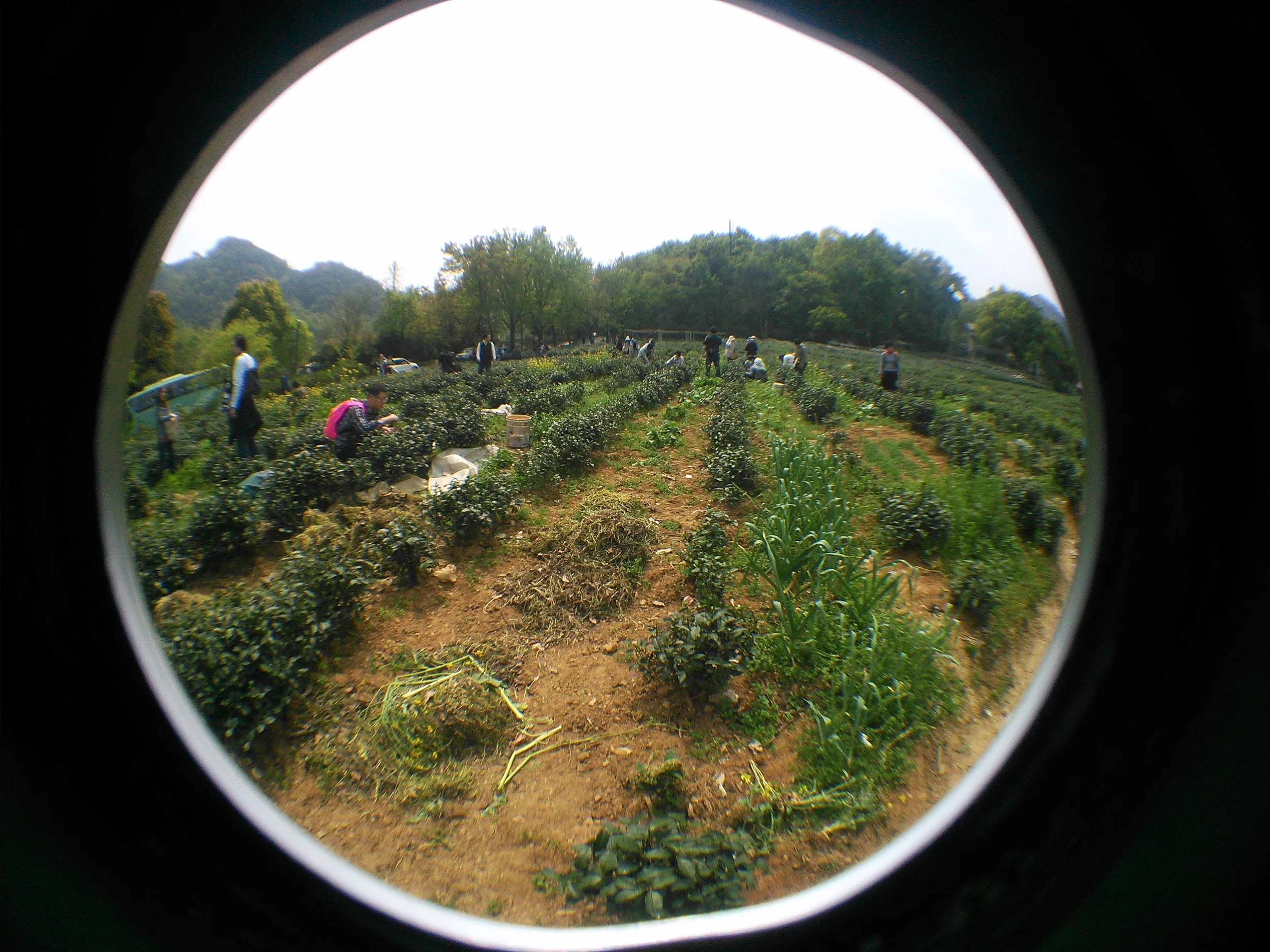 新茶摘みを体験