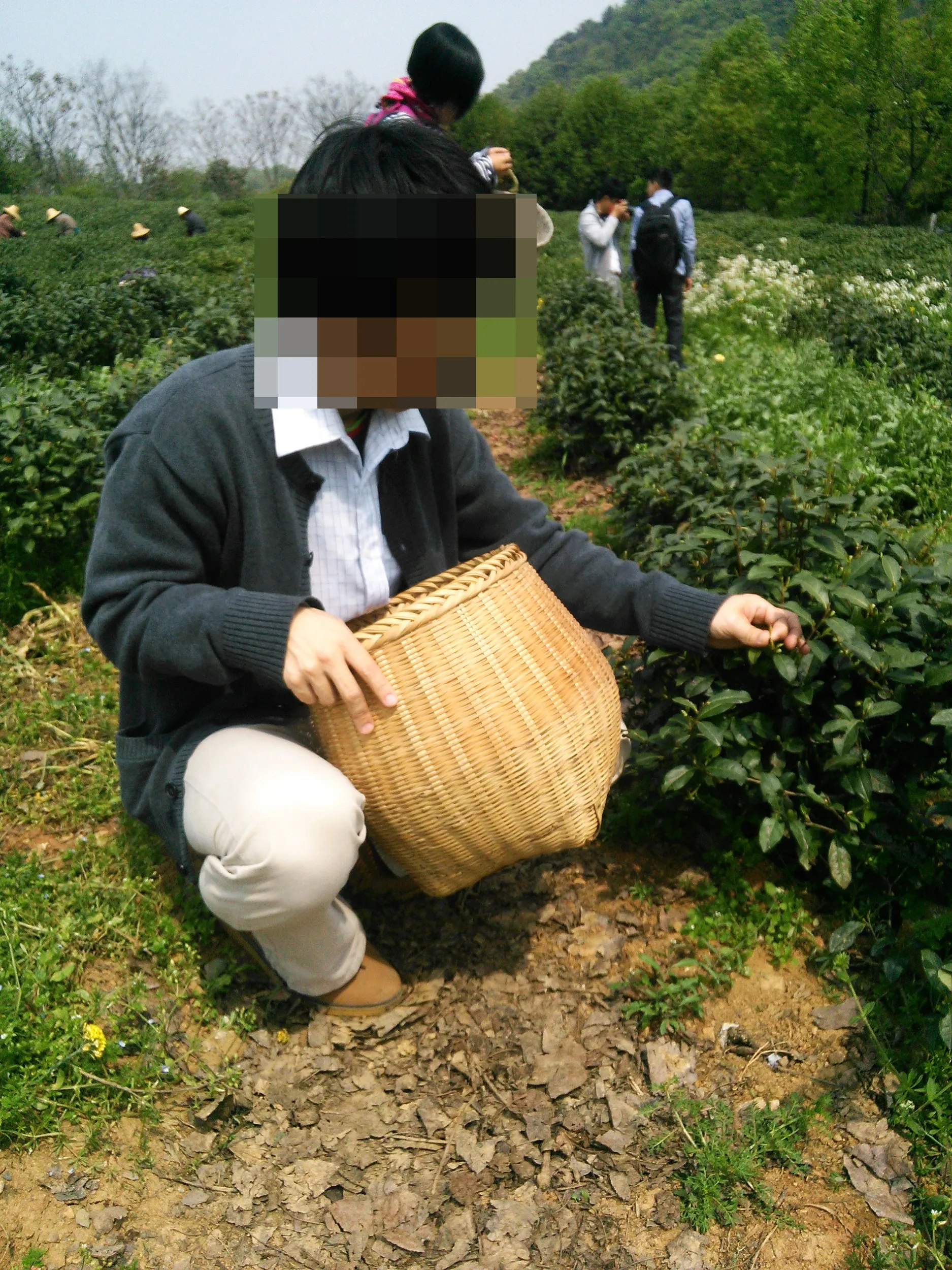 新茶摘みを体験