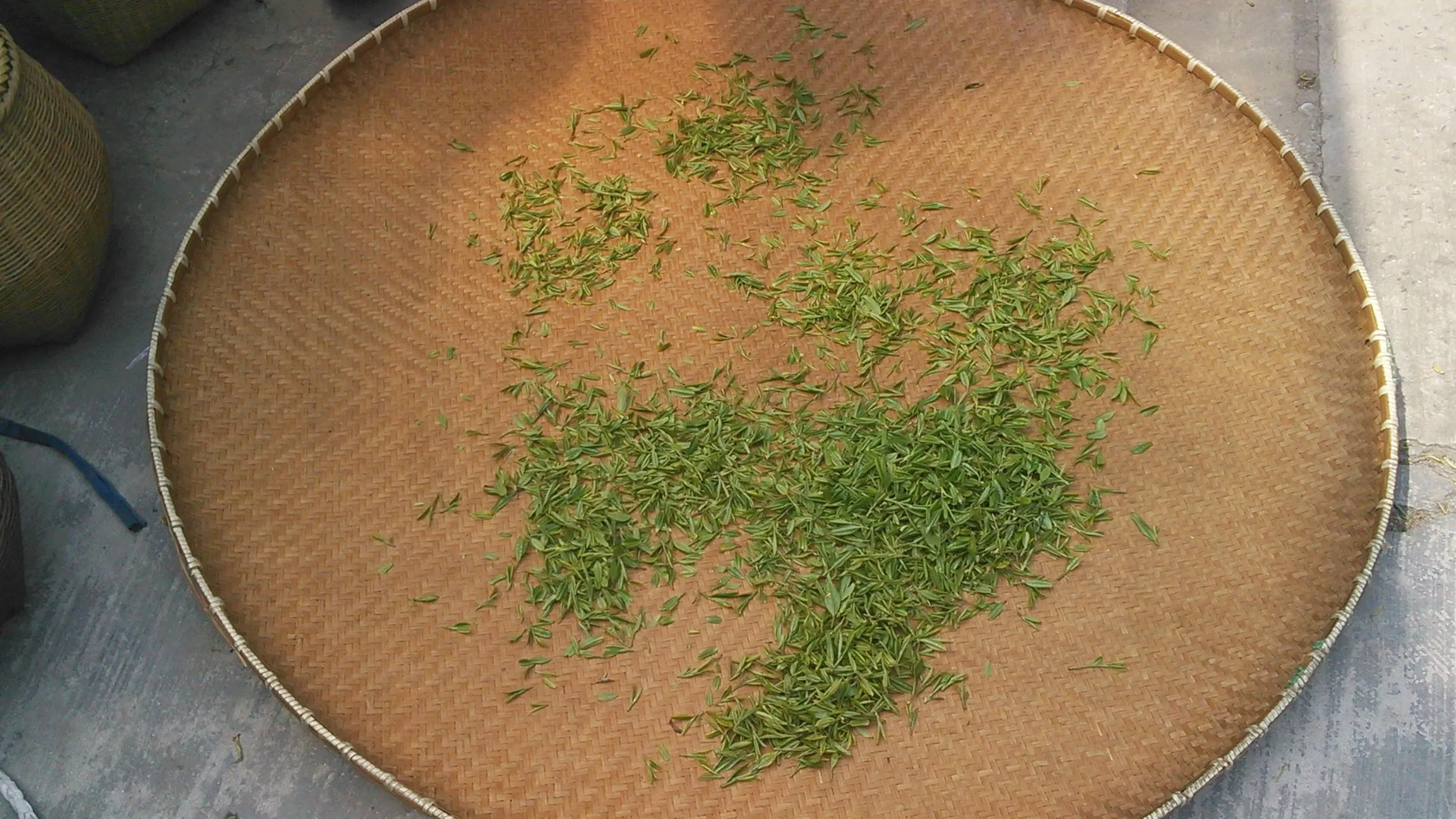 新茶摘みを体験