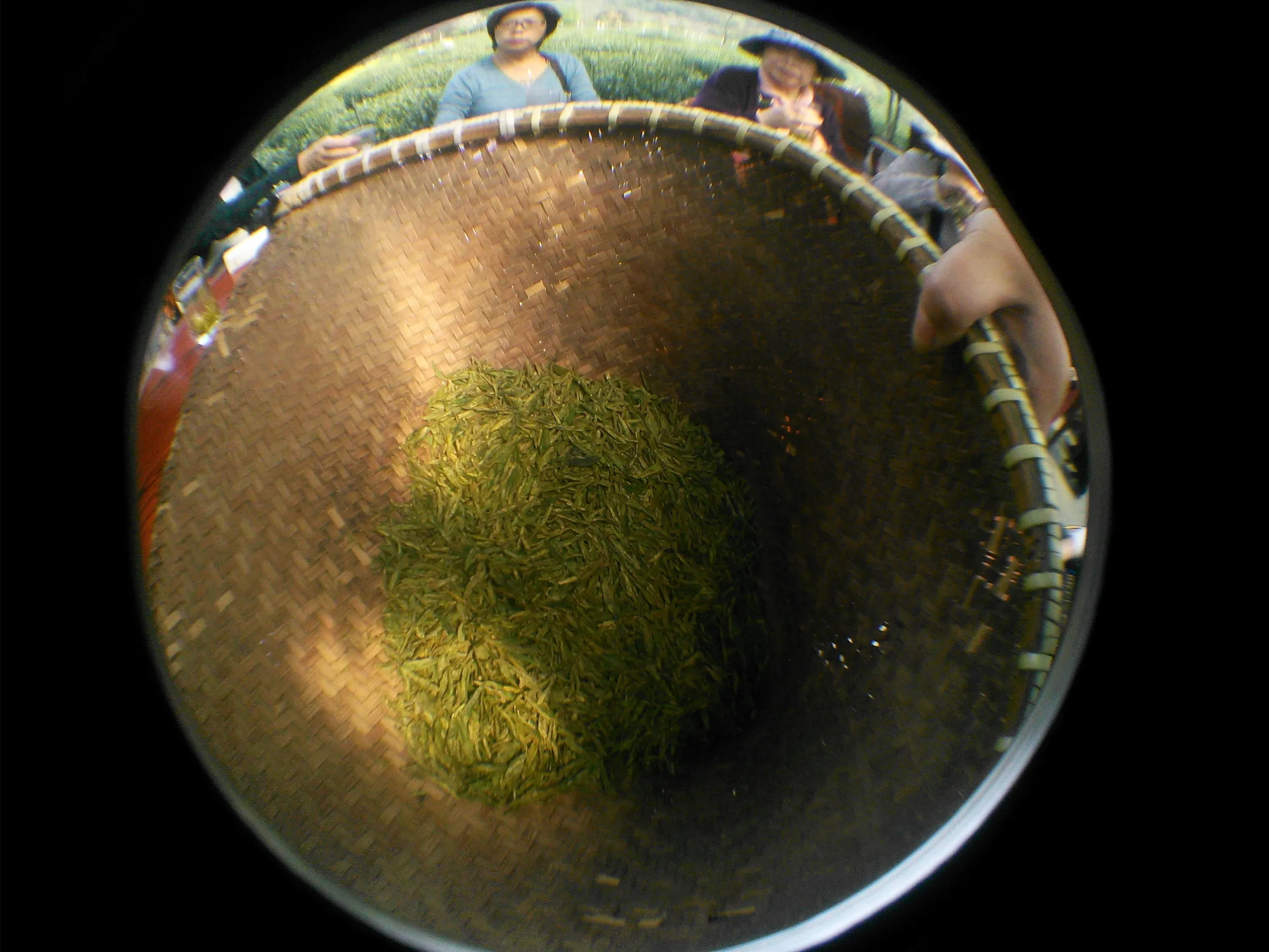 摘みたての新茶