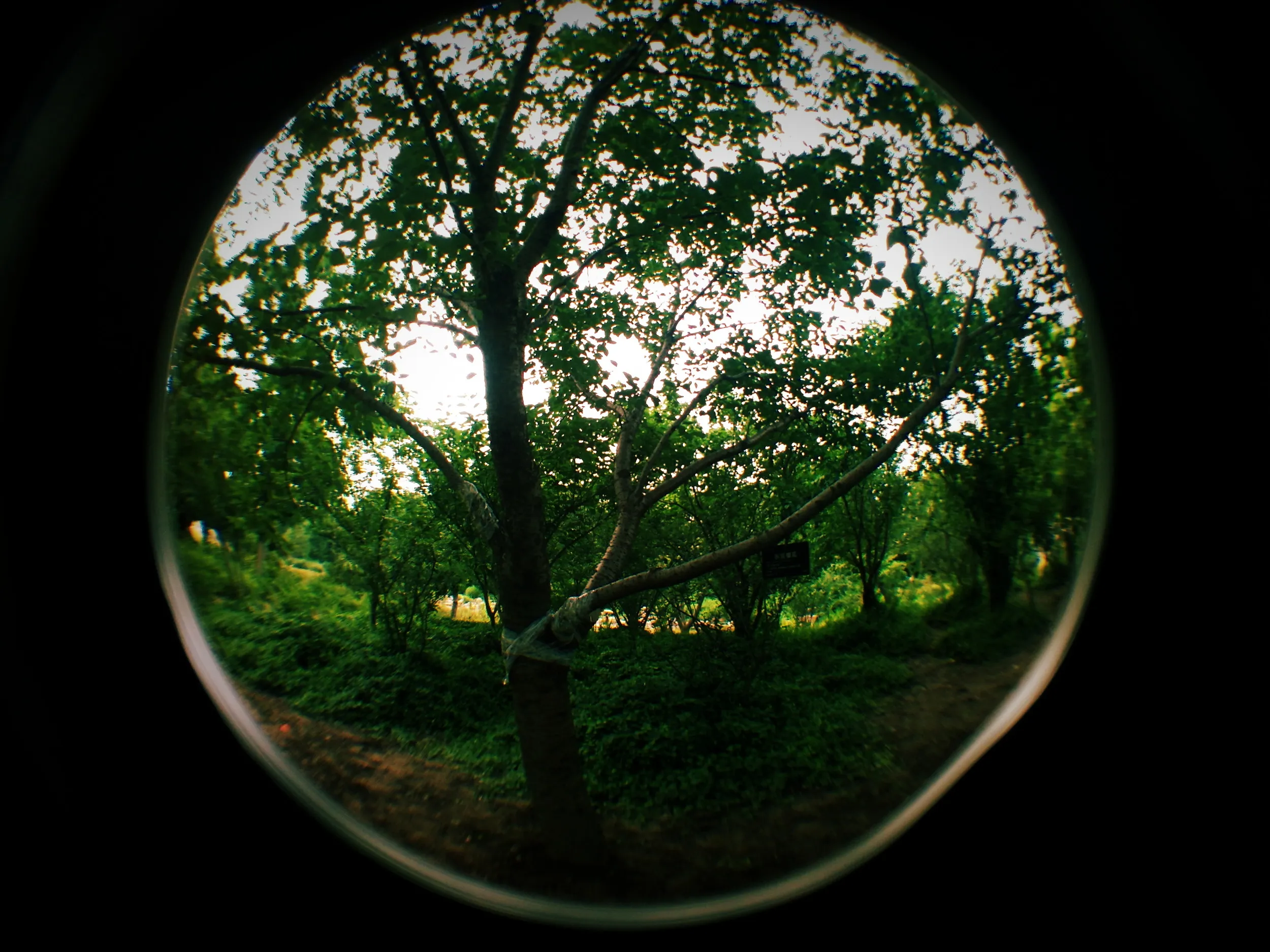 上海植物園観光