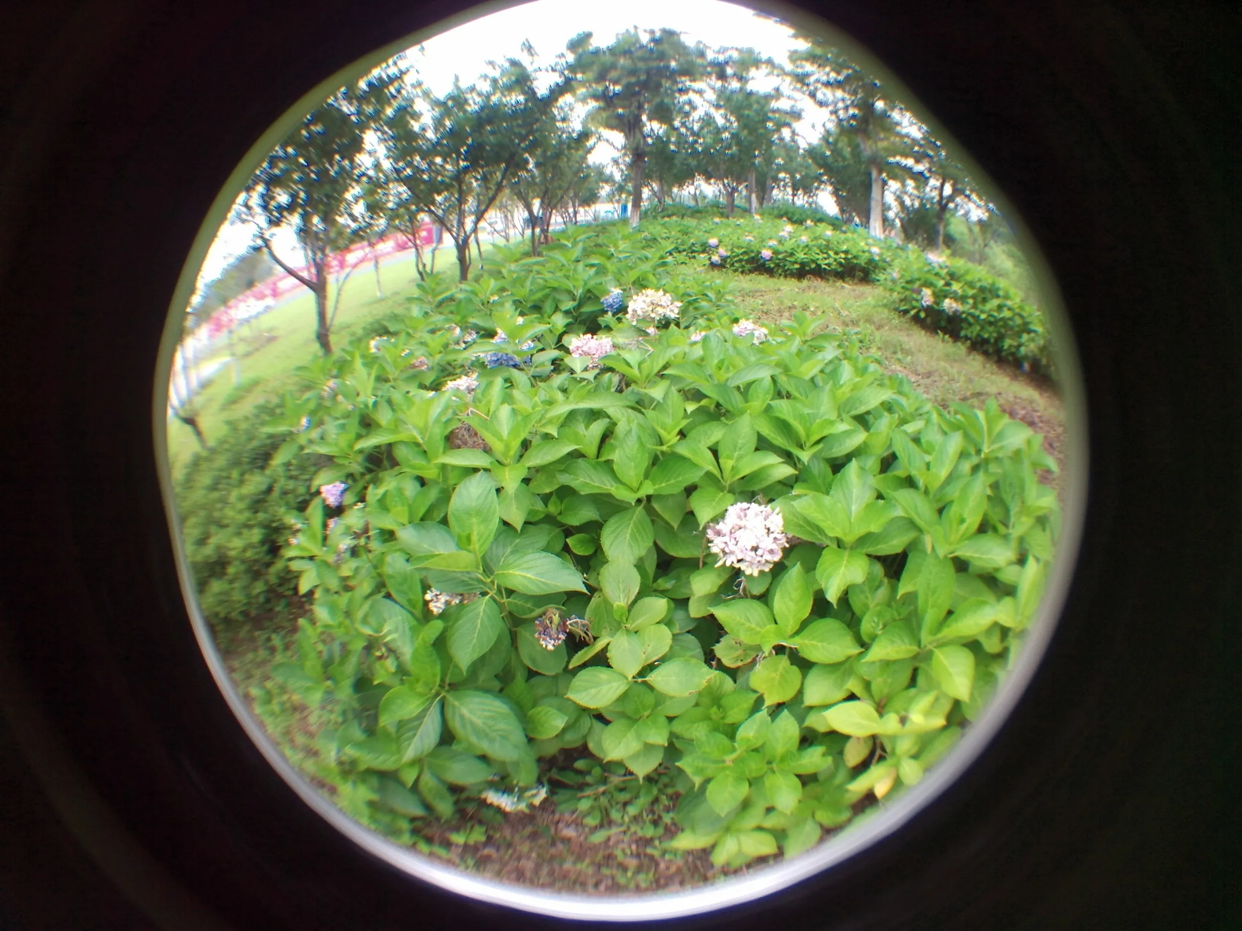 蘇州虎丘湿地公園