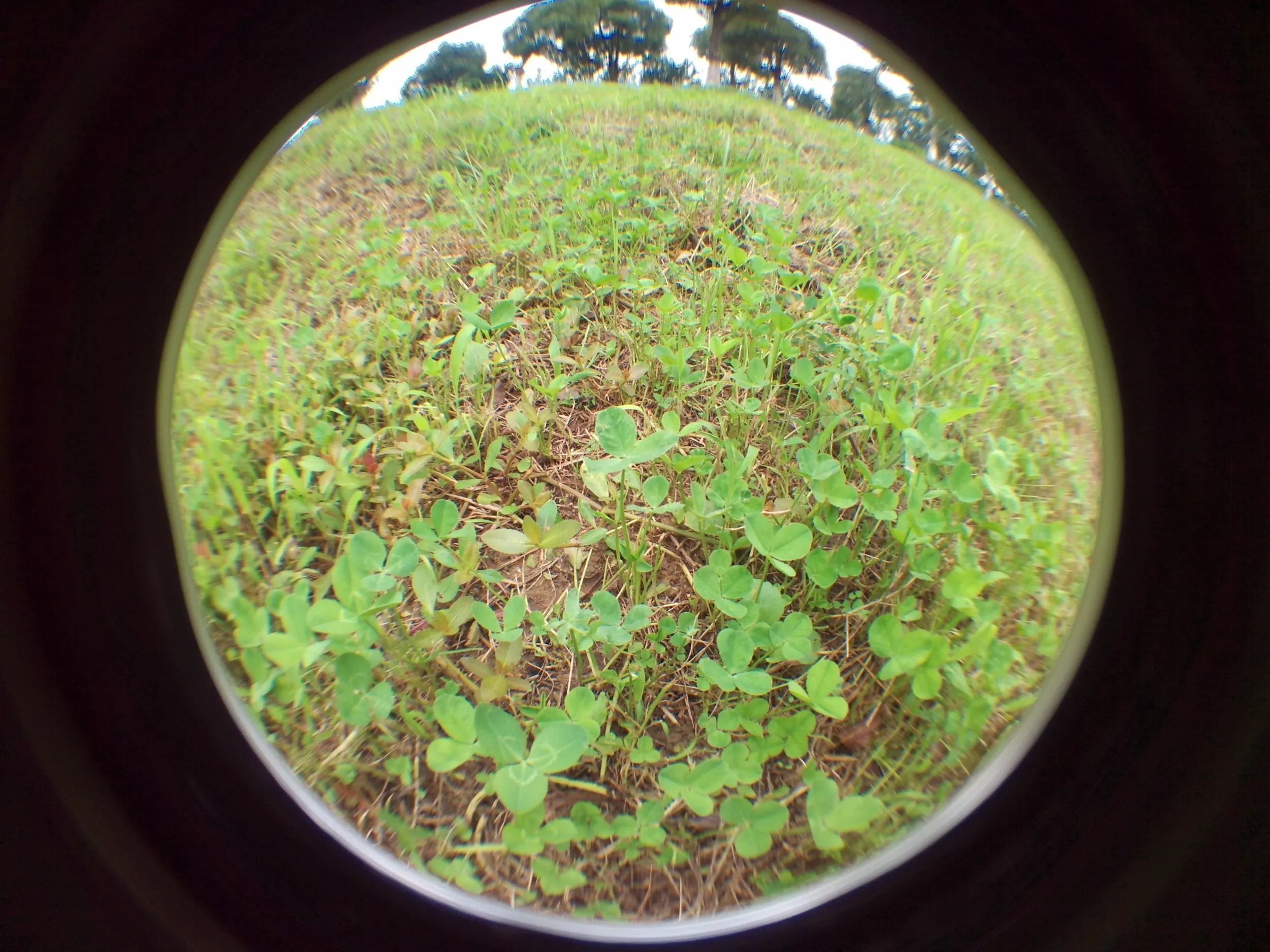 蘇州虎丘湿地公園
