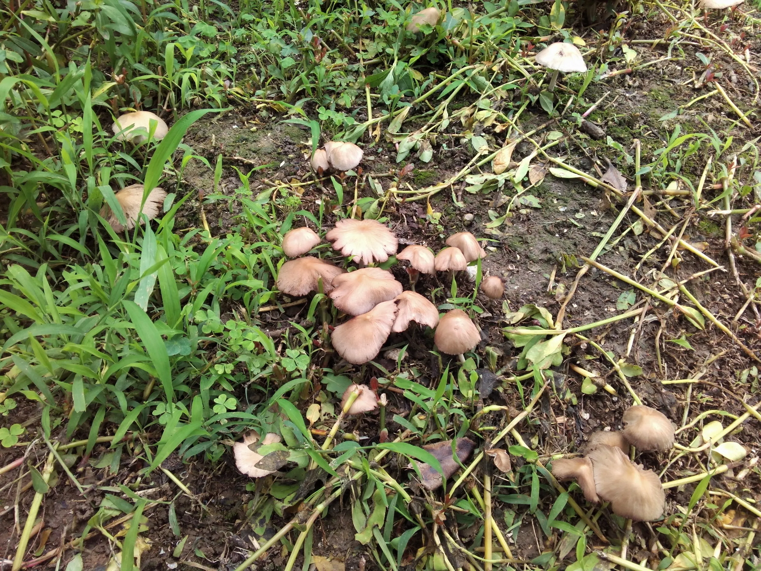 蘇州虎丘湿地公園