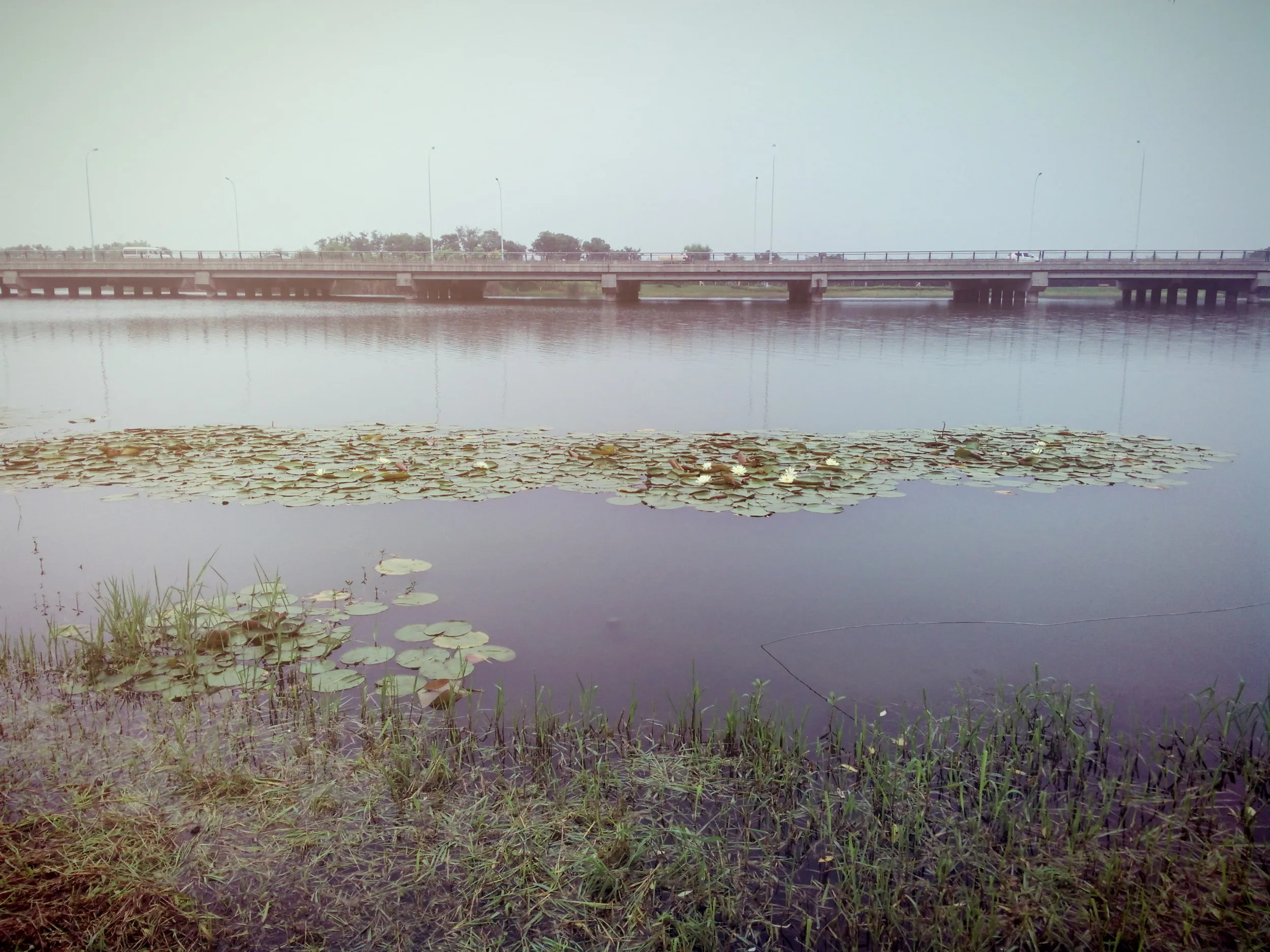 蘇州虎丘湿地公園、睡蓮