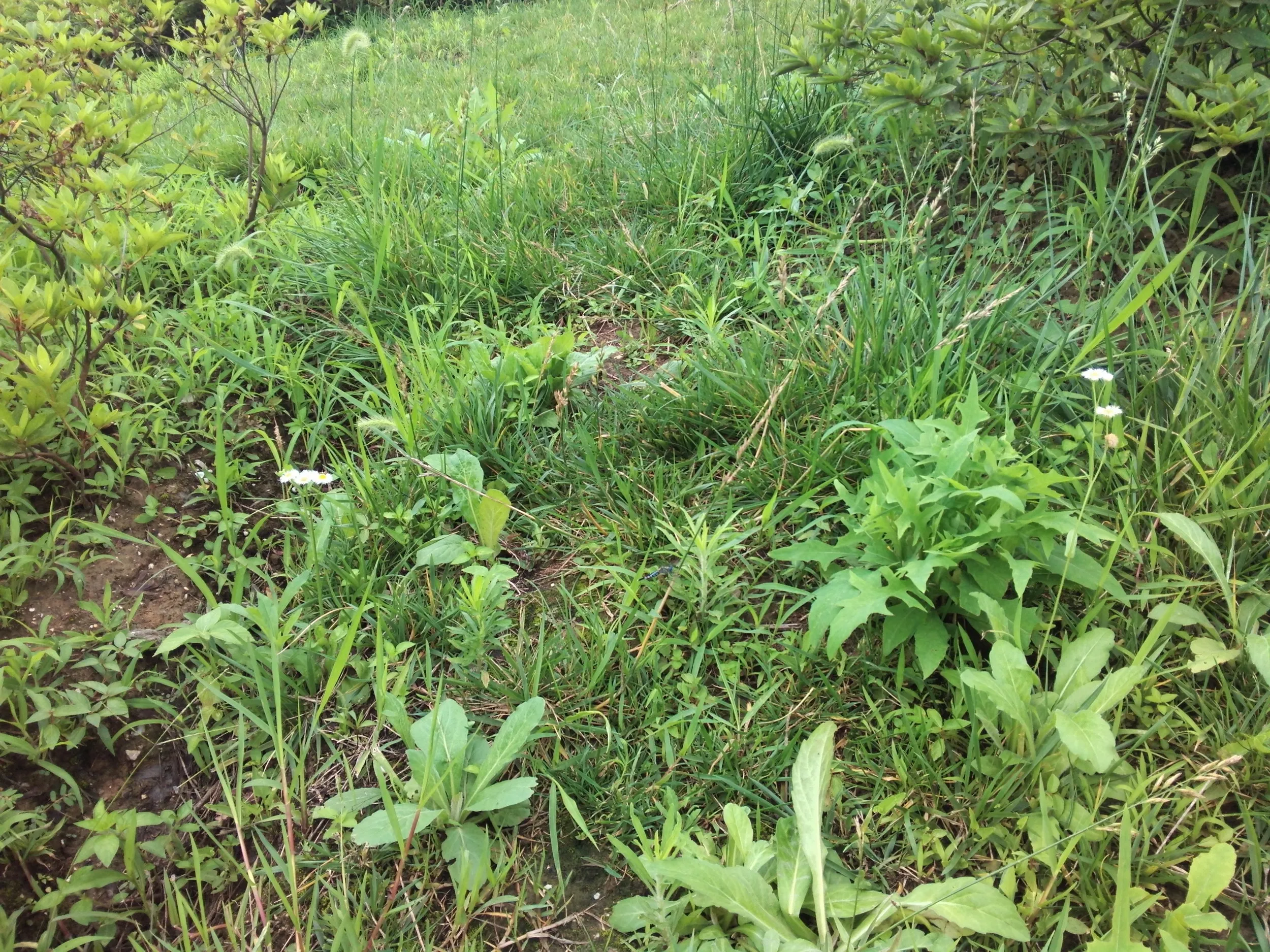 蘇州虎丘湿地公園