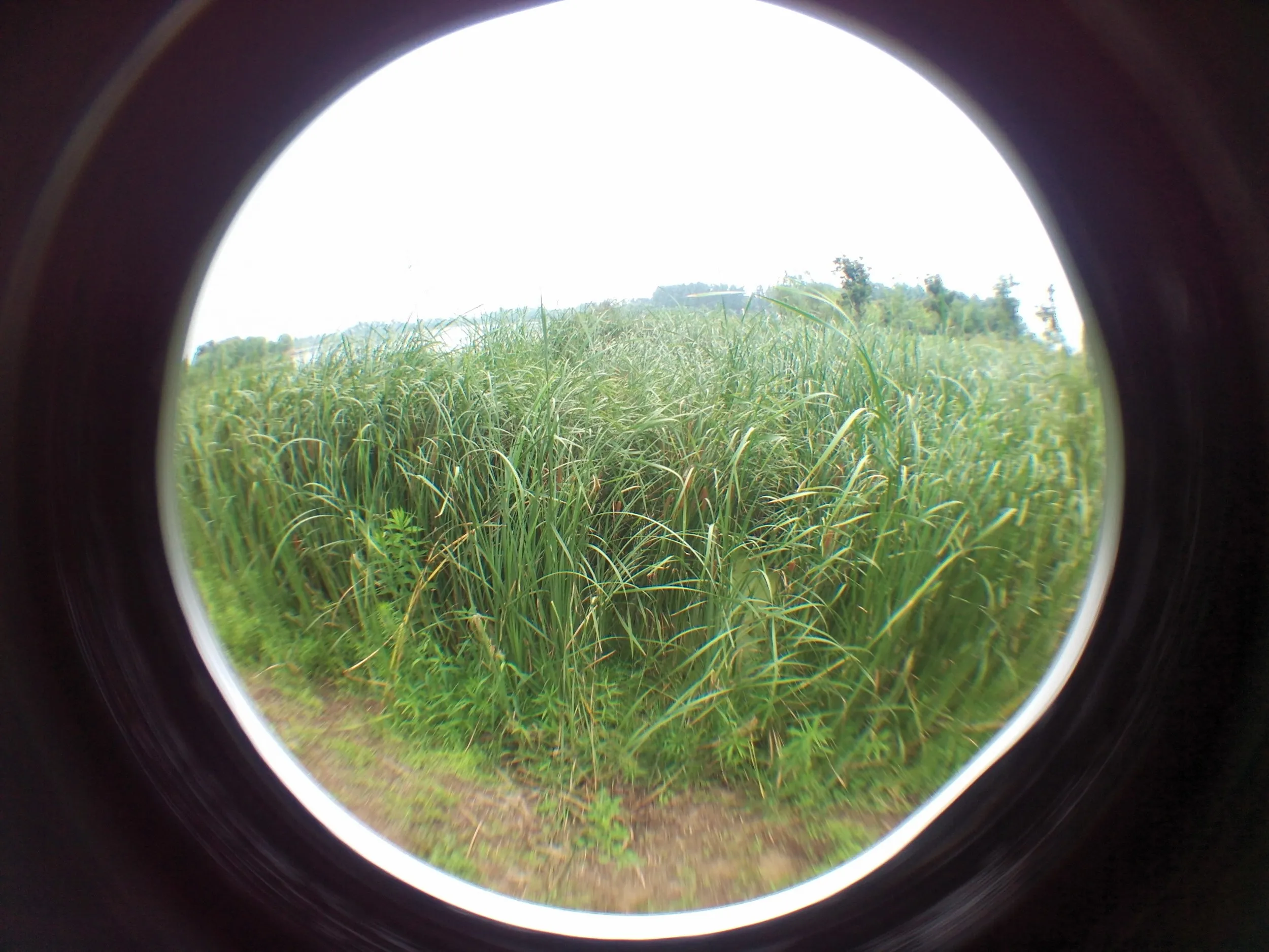 蘇州虎丘湿地公園