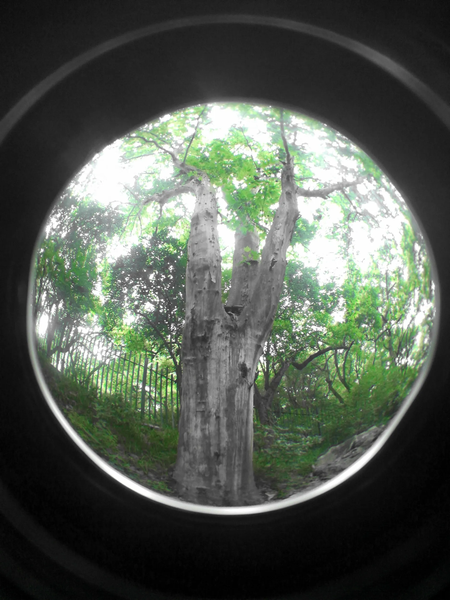 吴山を森林浴しながら散歩