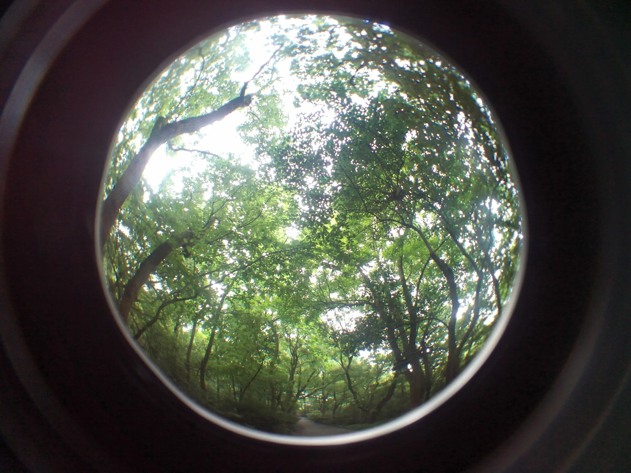 吴山を森林浴しながら散歩