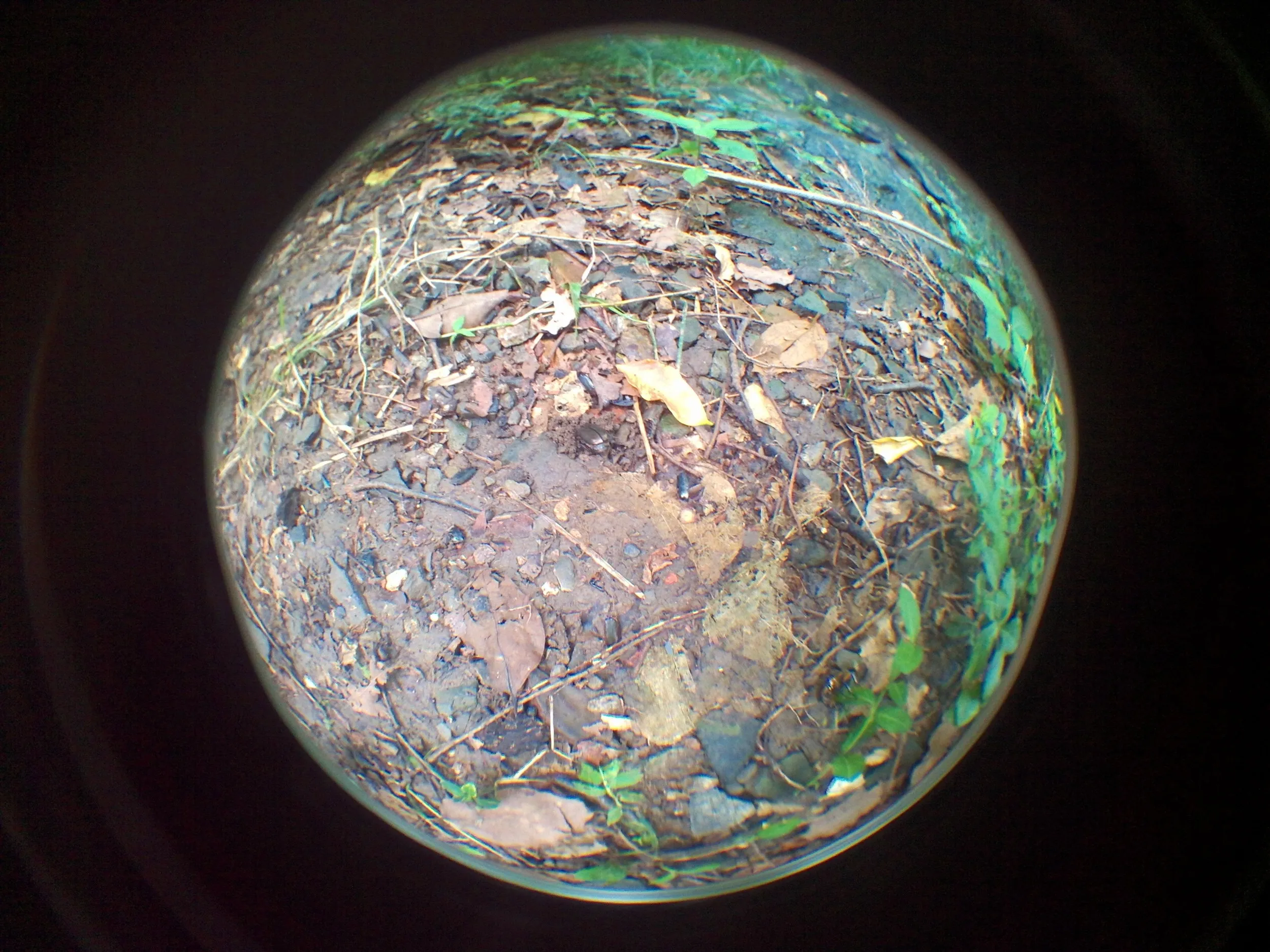 吴山を森林浴しながら散歩