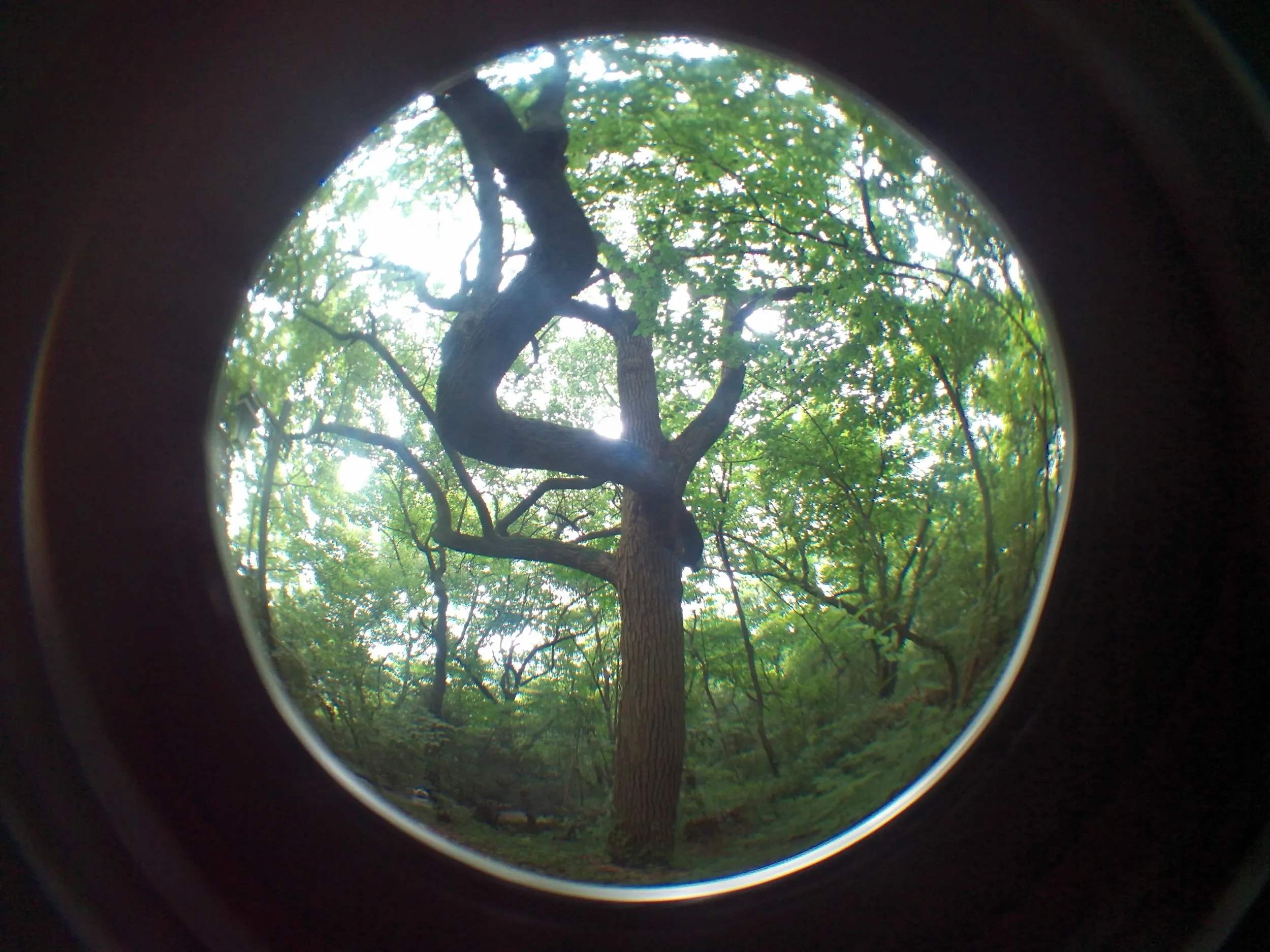 吴山を森林浴しながら散歩