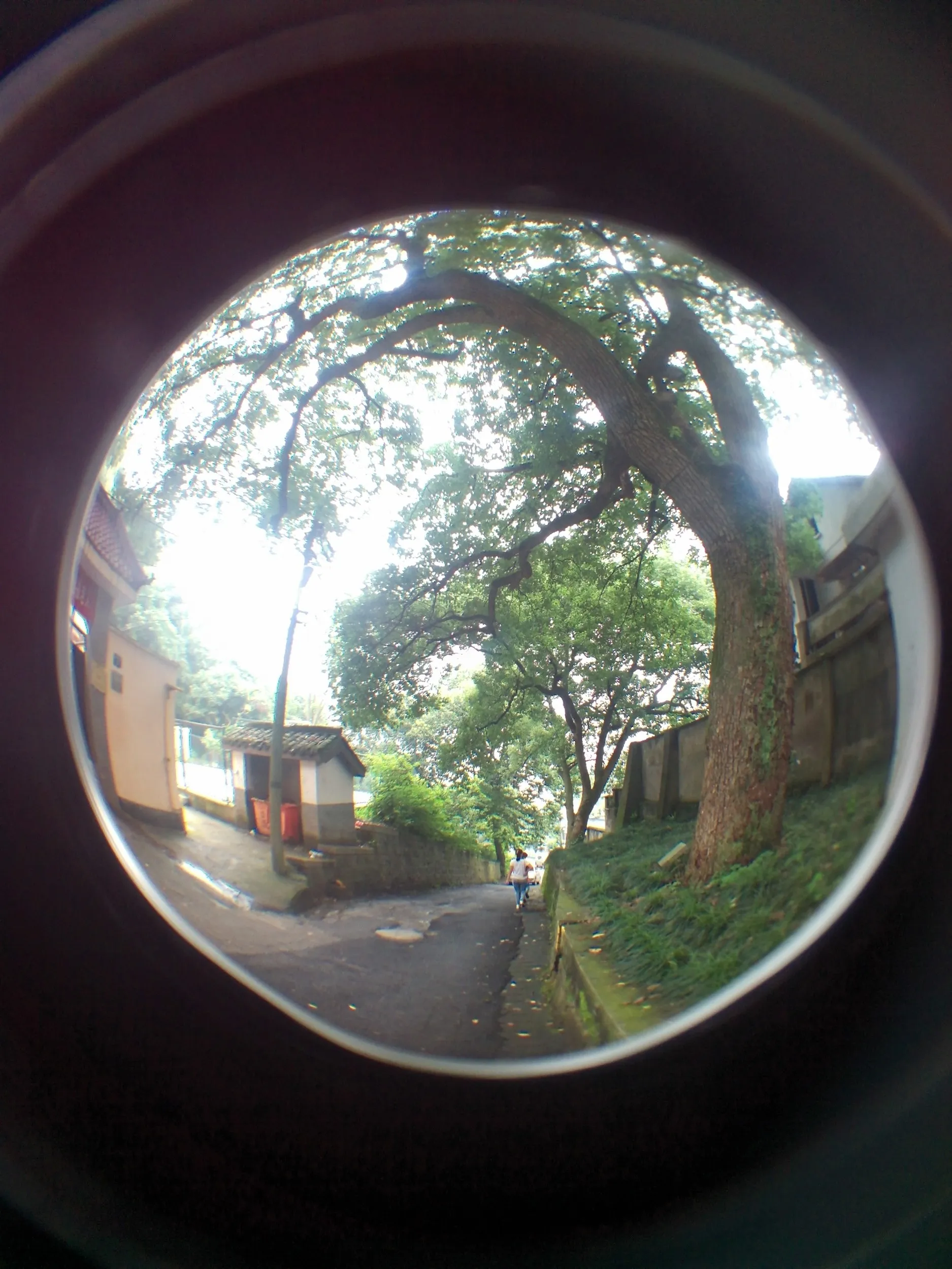 吴山を森林浴しながら散歩