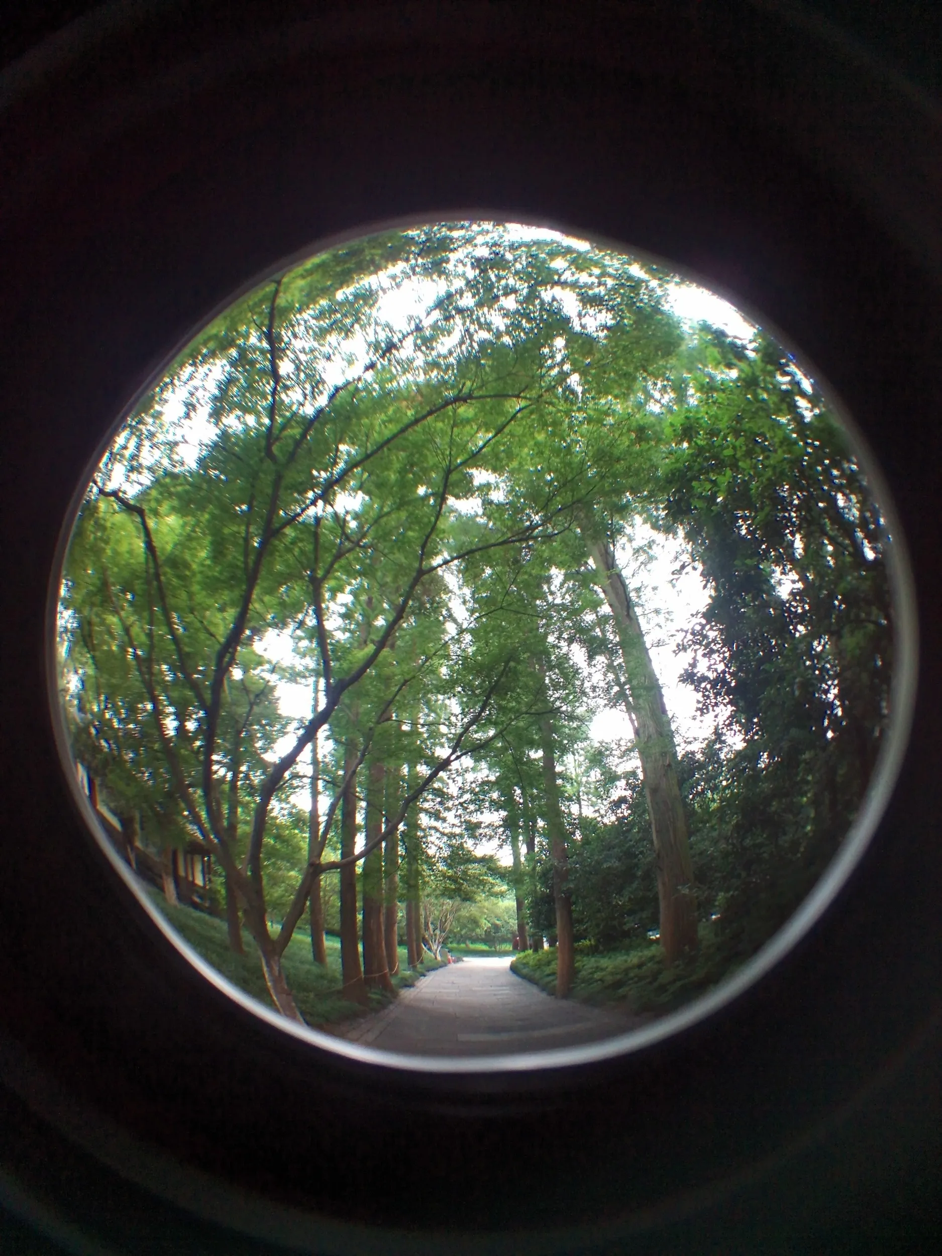 西湖湖畔の風景