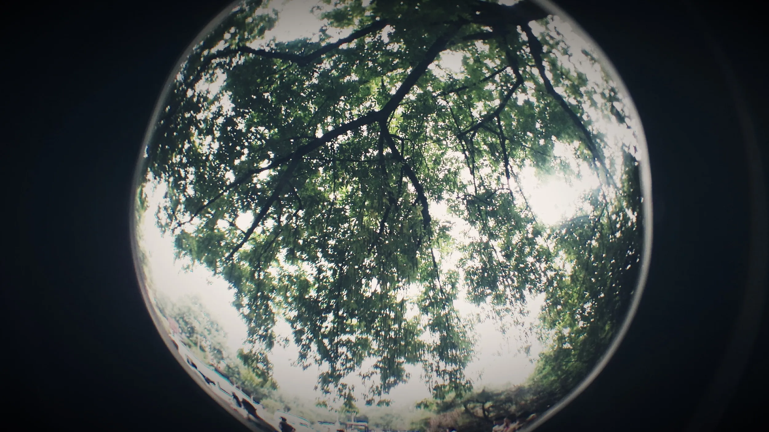 西湖湖畔の風景