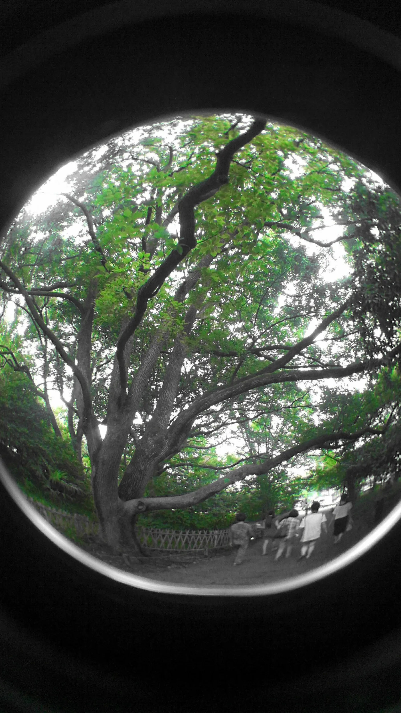 西湖湖畔の風景