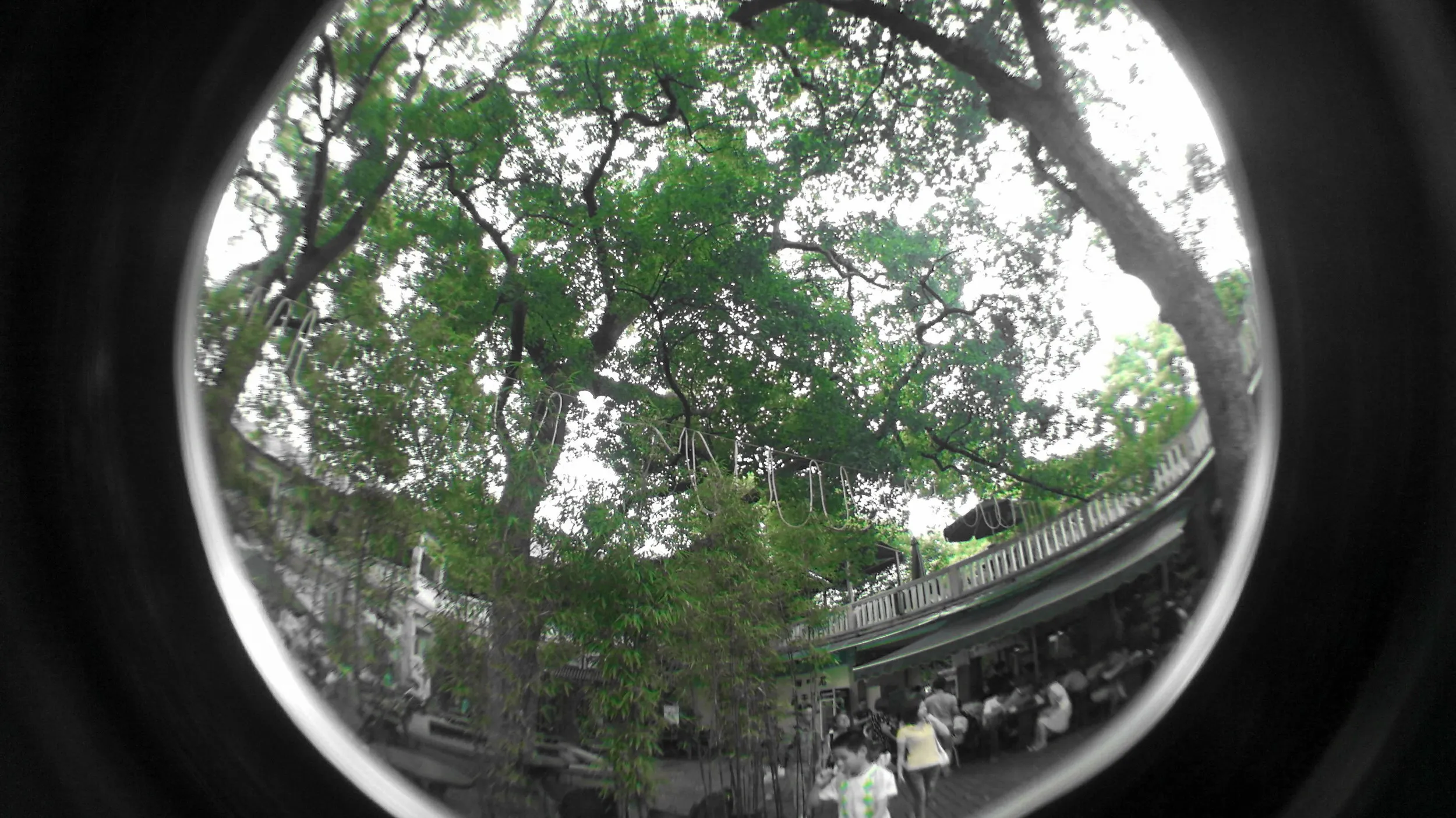 西湖湖畔の風景