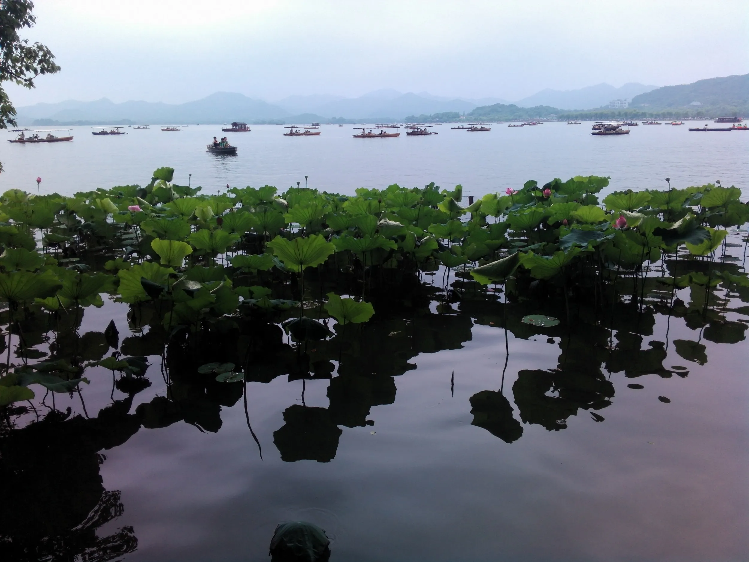 西湖湖畔に咲く蓮の花