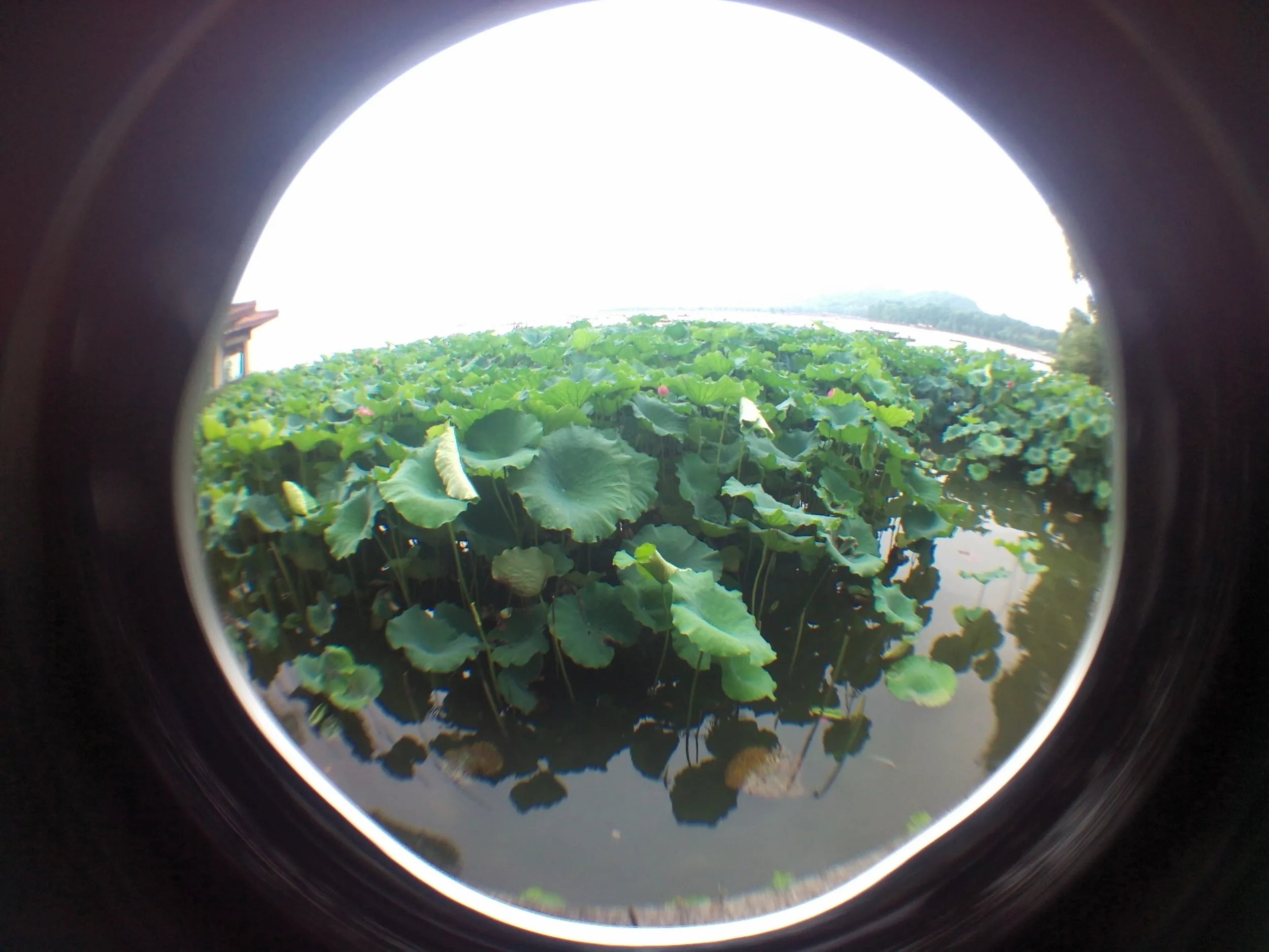 西湖湖畔に咲く蓮の花