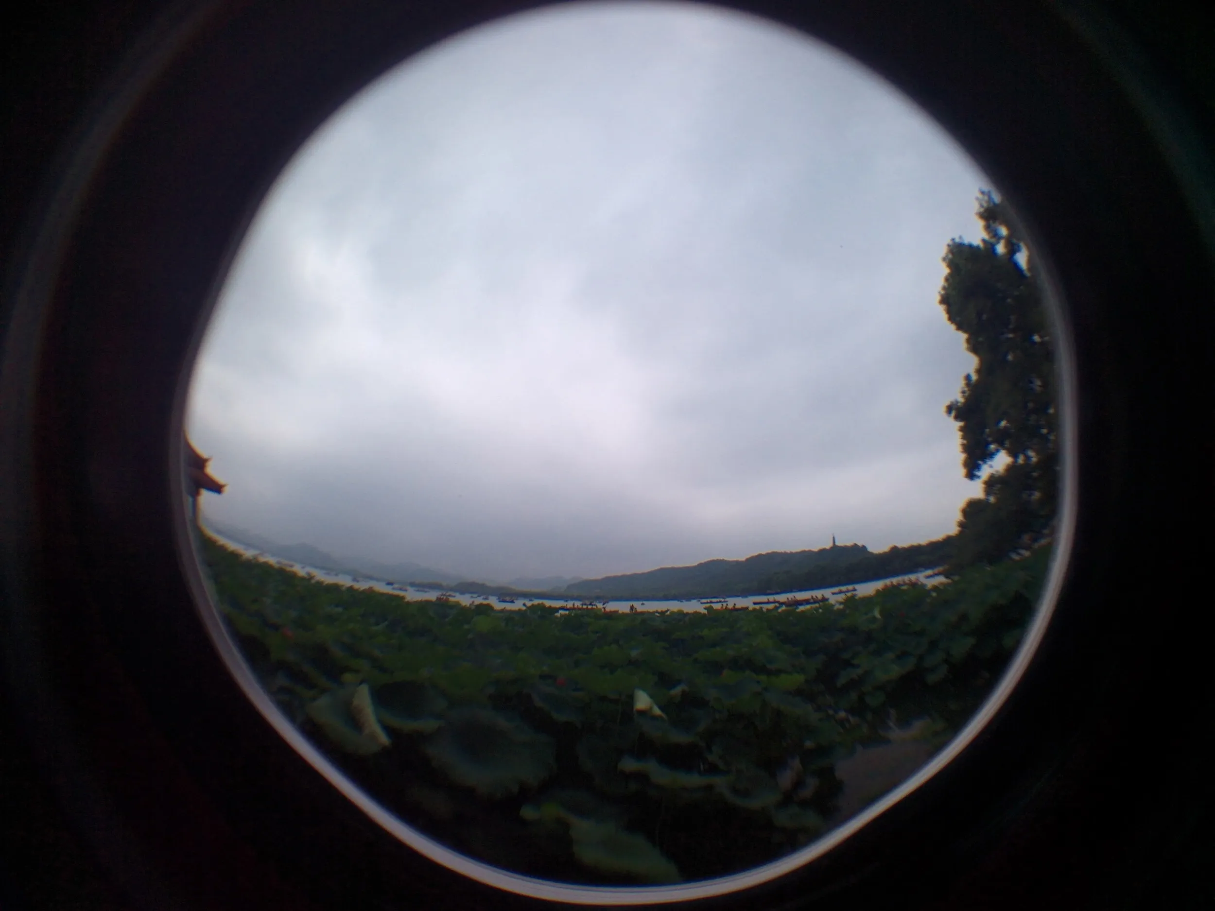 西湖湖畔に咲く蓮の花