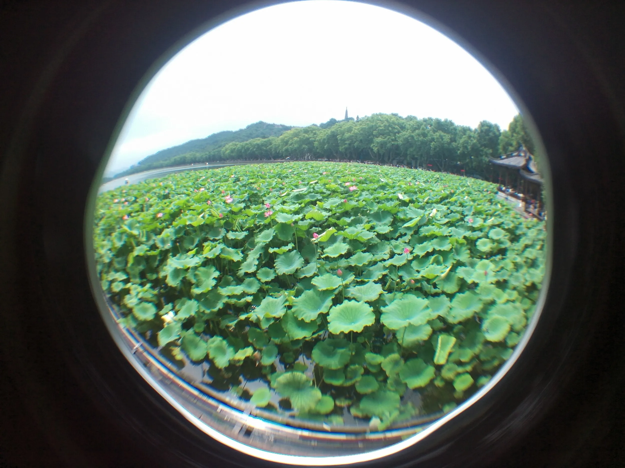 白堤の蓮と蓮の花