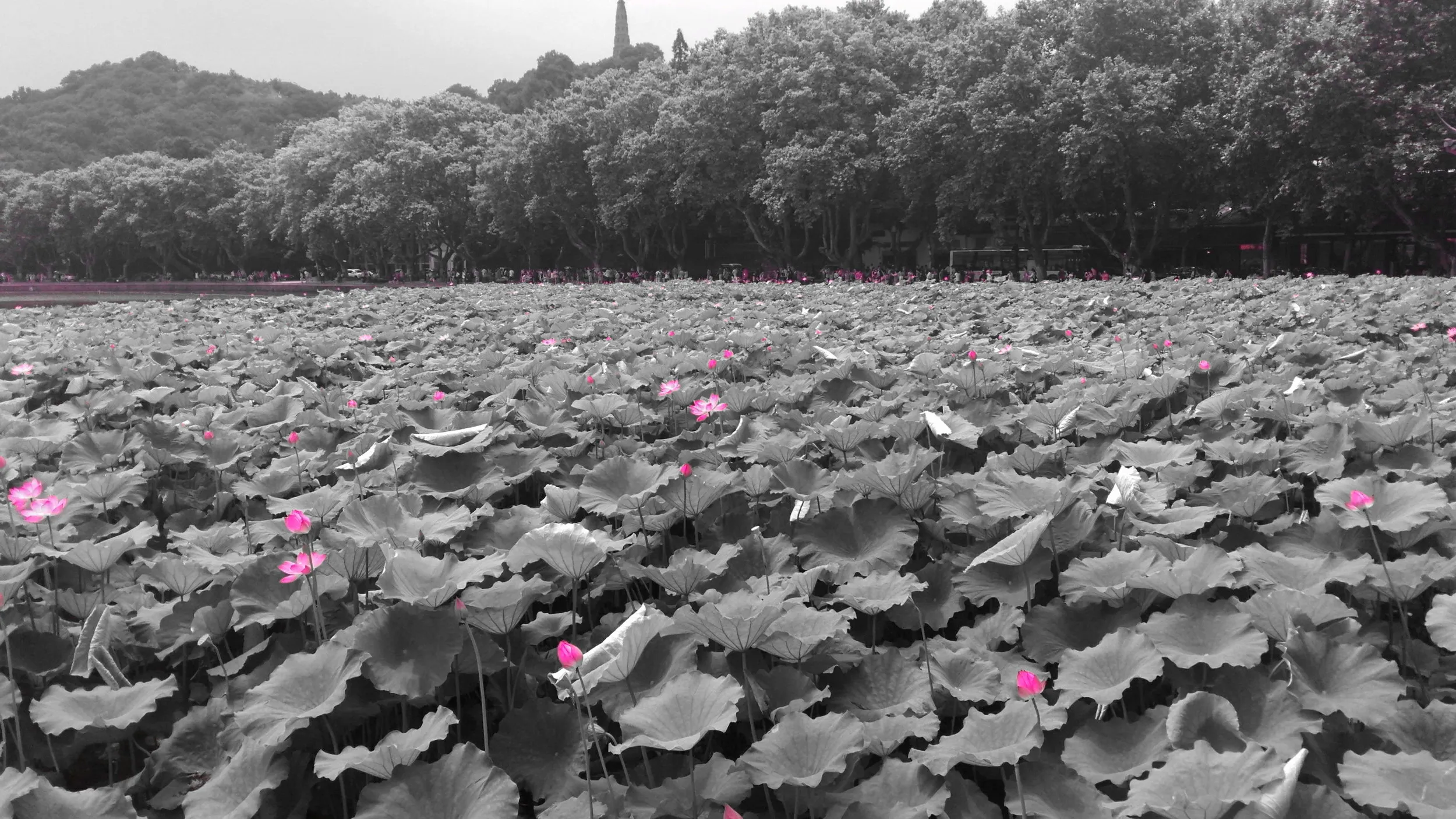 白堤の蓮と蓮の花