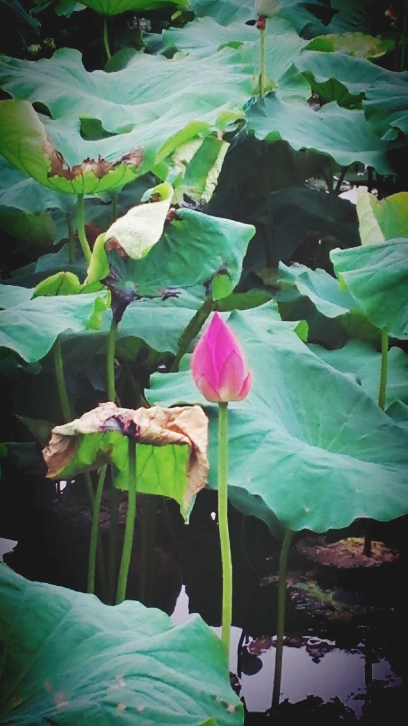 白堤の蓮と蓮の花