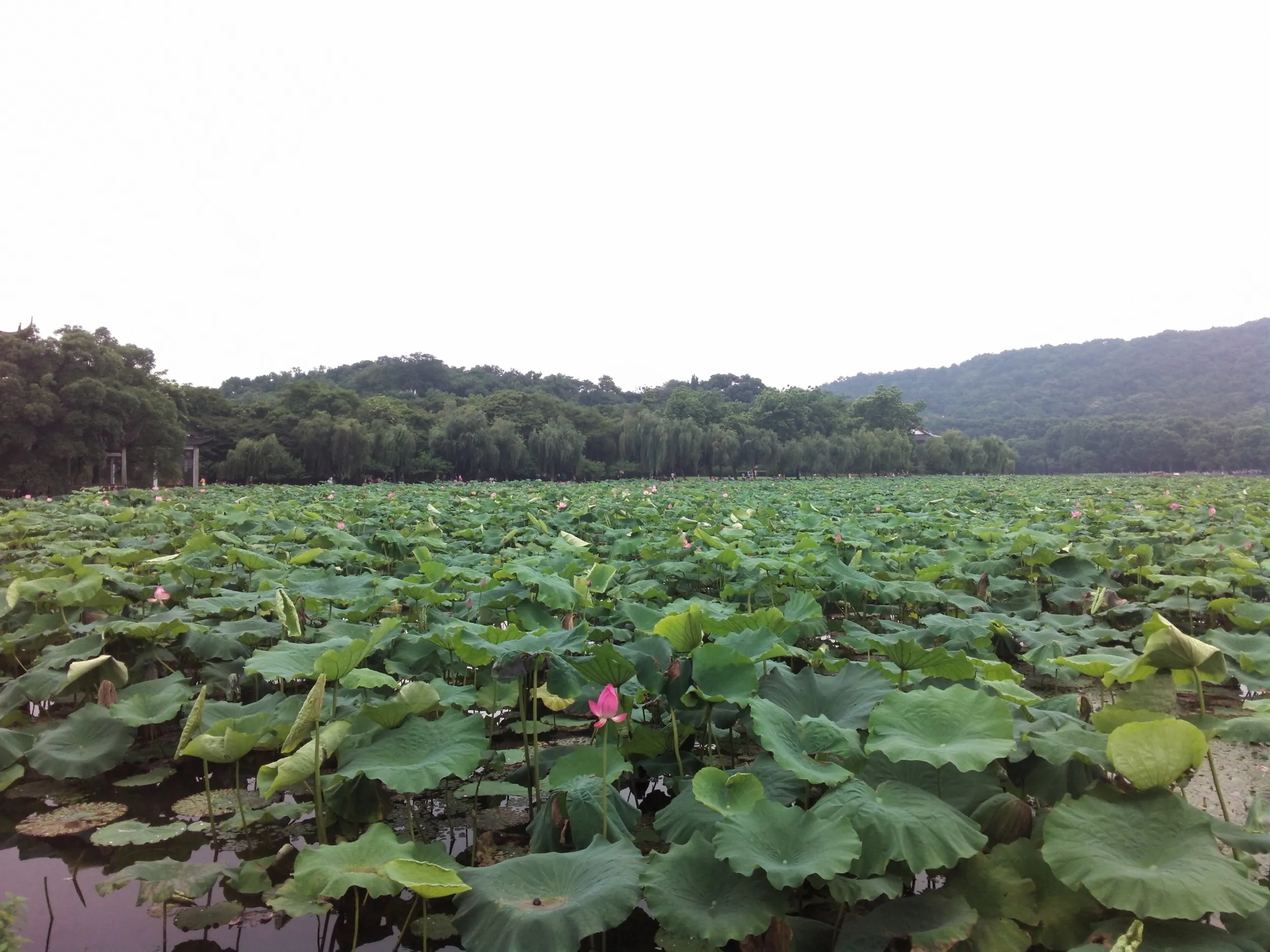 白堤の蓮と蓮の花