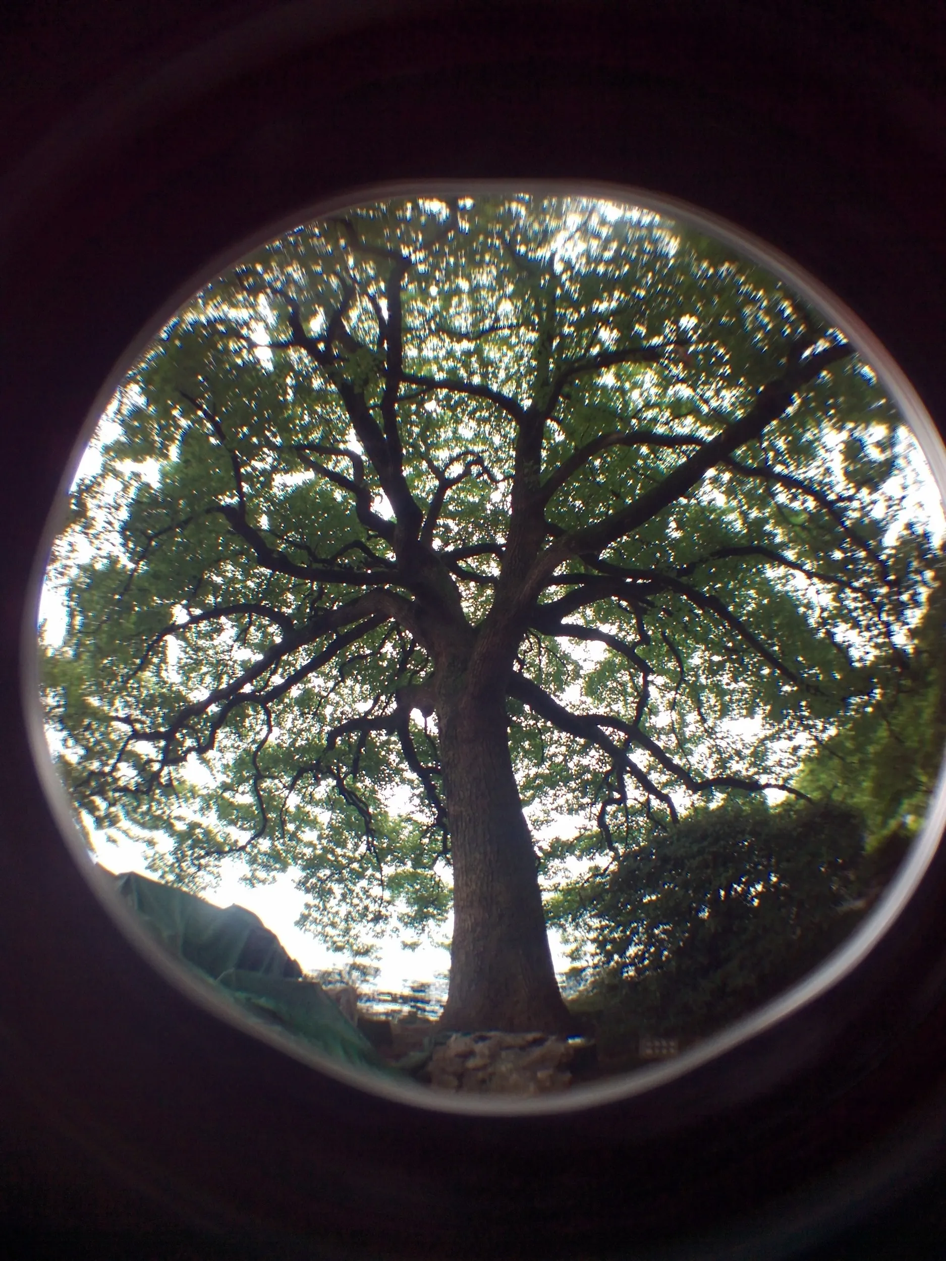 白堤周辺の大木