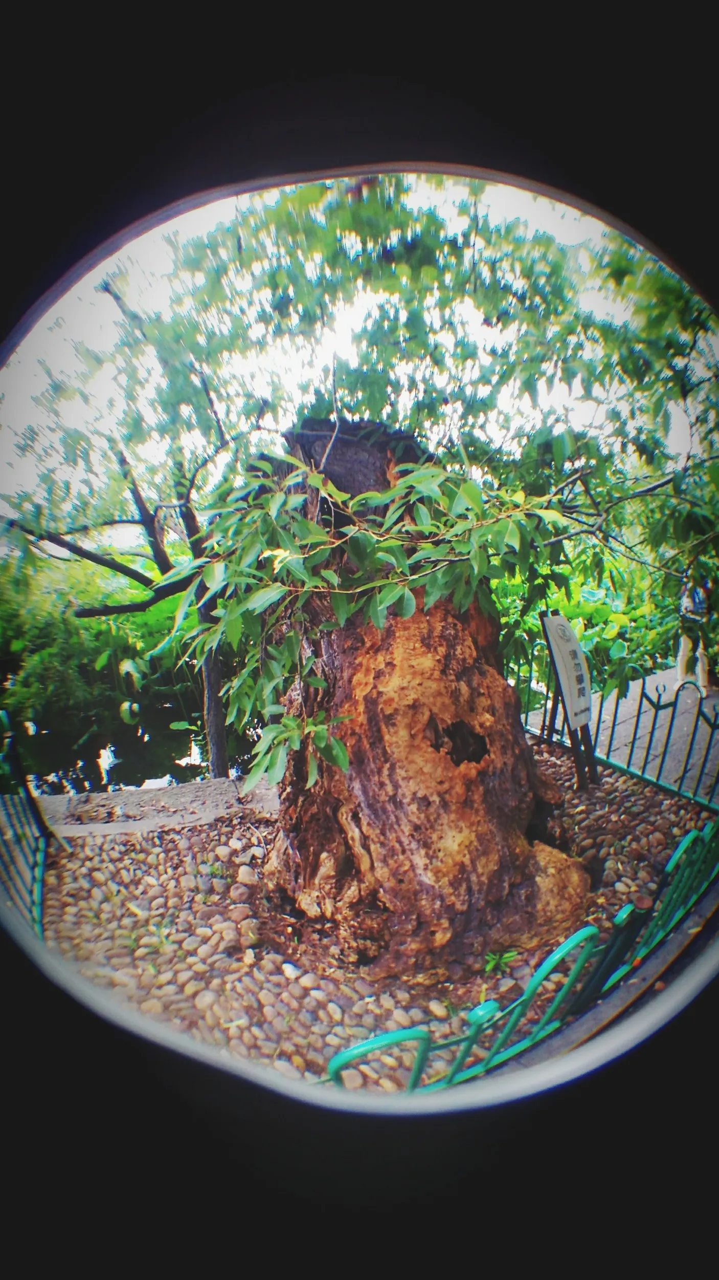 白堤と蘇堤付近