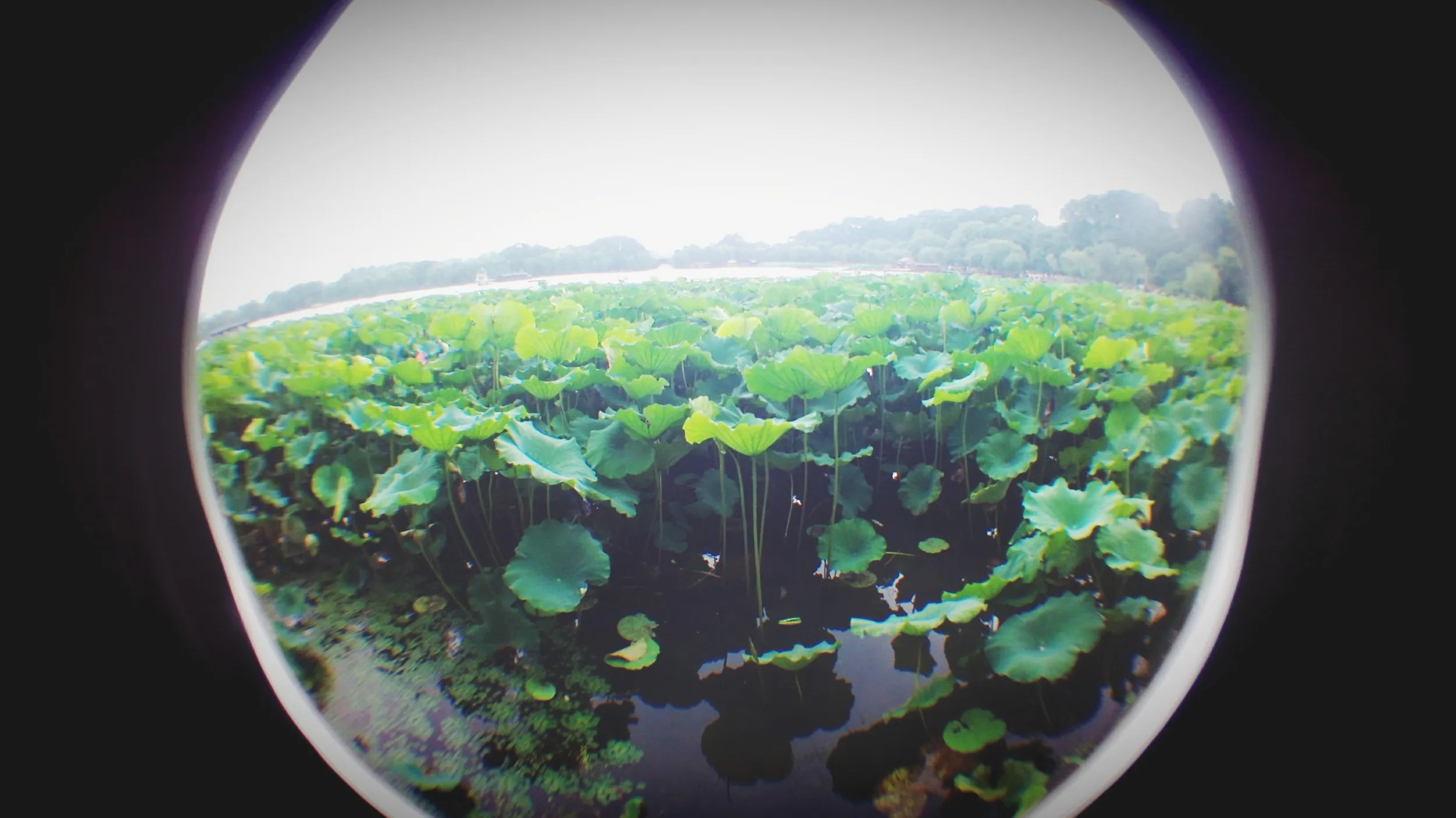 白堤と蘇堤付近の蓮と蓮の花