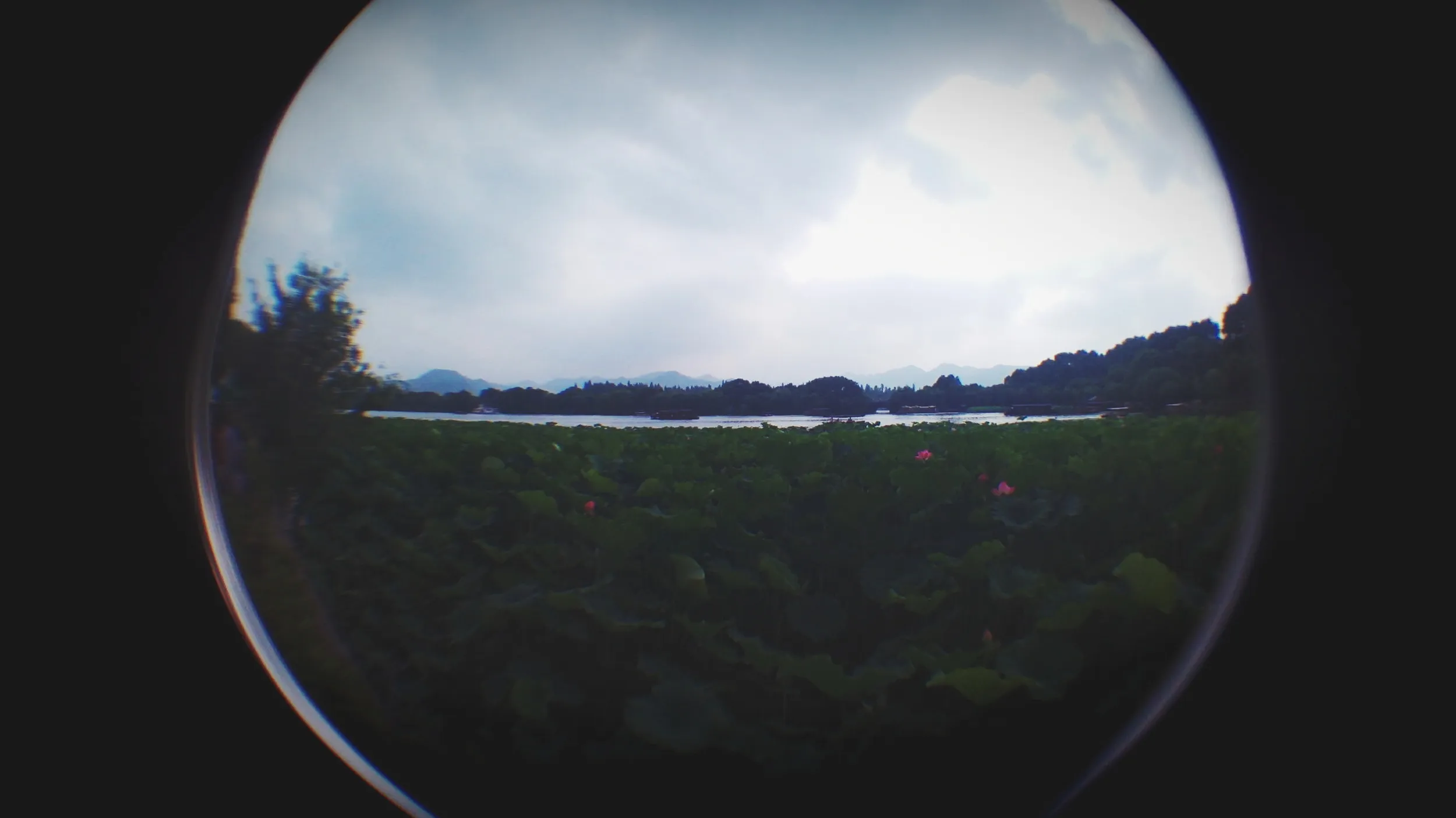 白堤と蘇堤付近の蓮と蓮の花